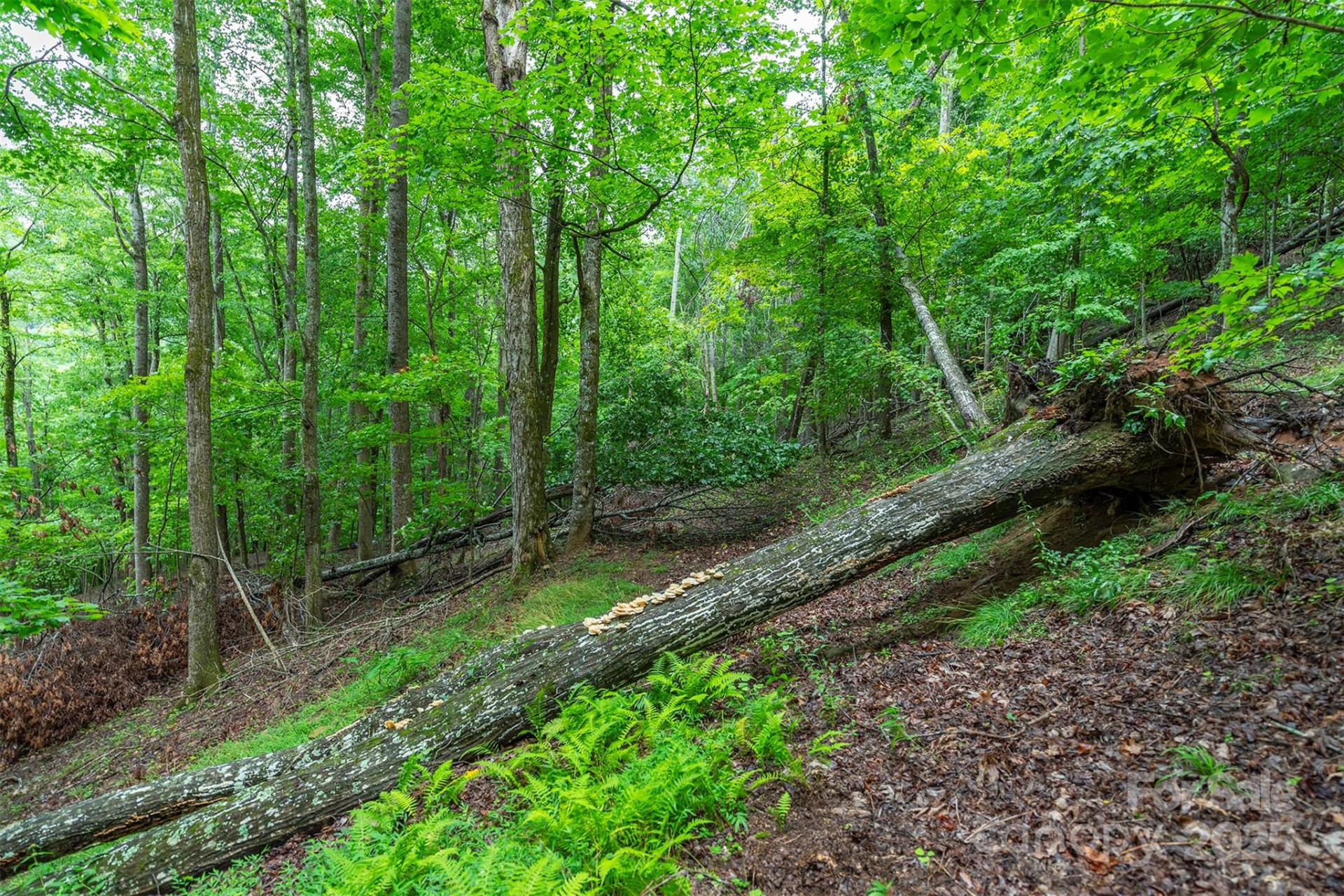 25 Hickory Springs Road #25 - Photo 12