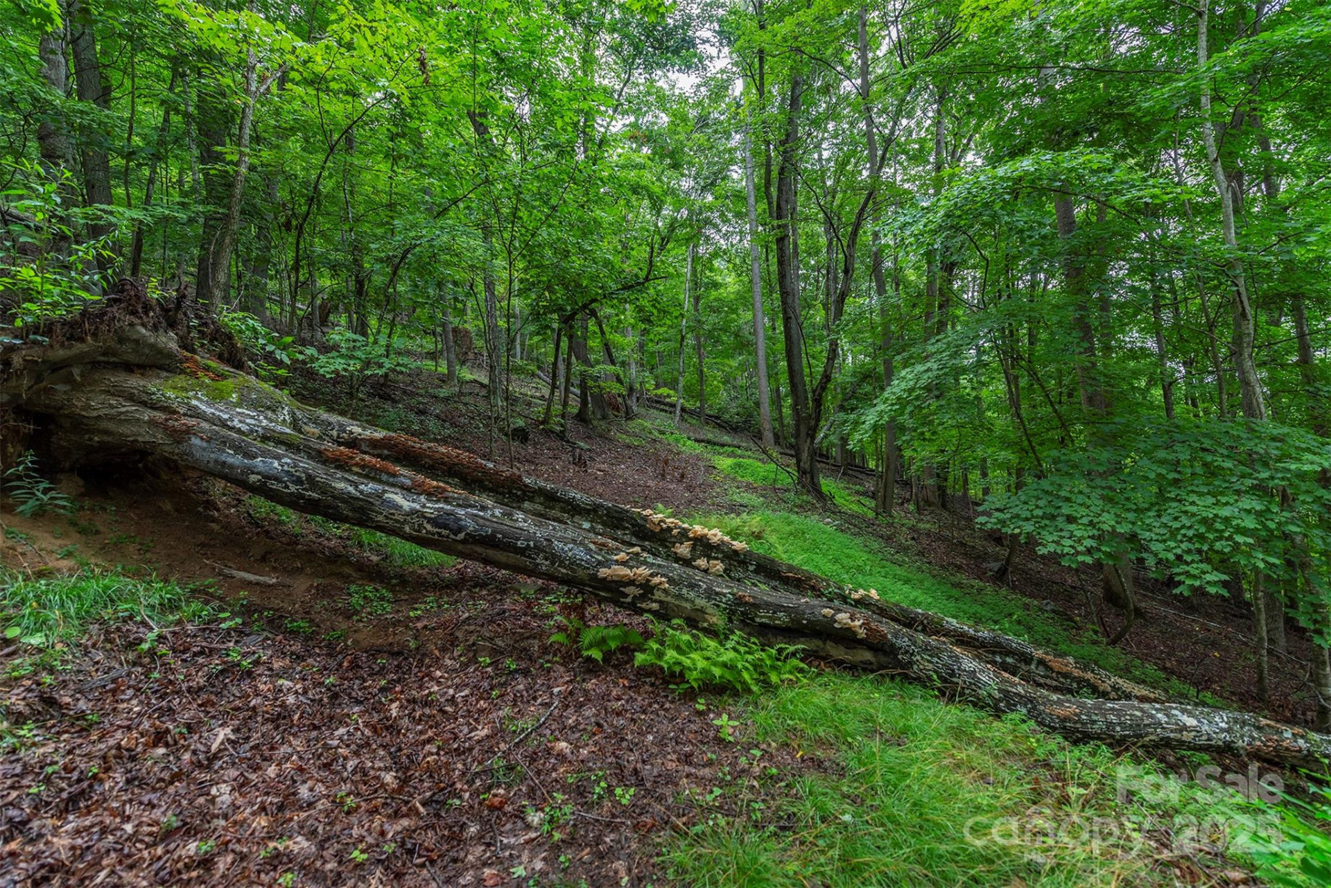 25 Hickory Springs Road #25 - Photo 13