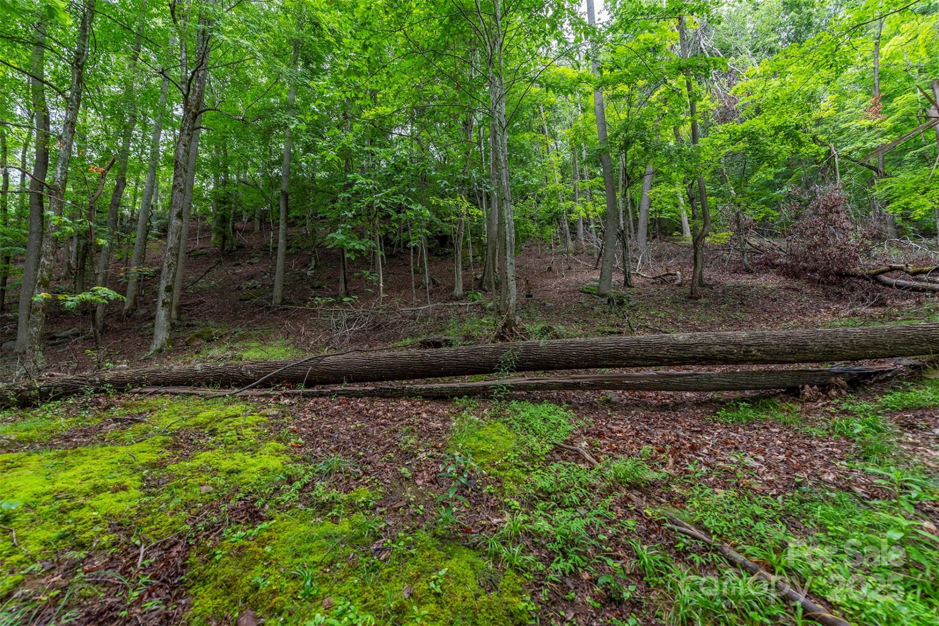 25 Hickory Springs Road #25 - Photo 4