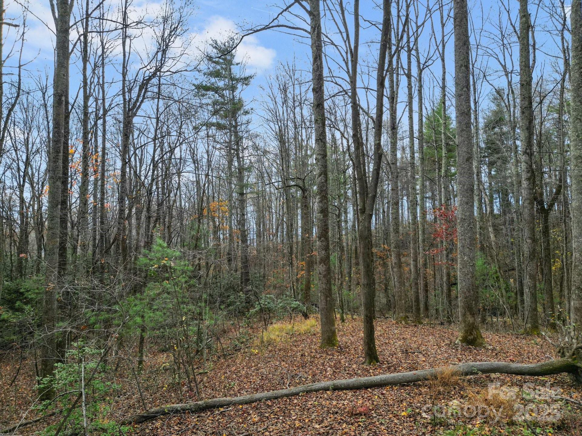 Lot 80 Mountain Grove Lane #Lot 80 - Photo 4
