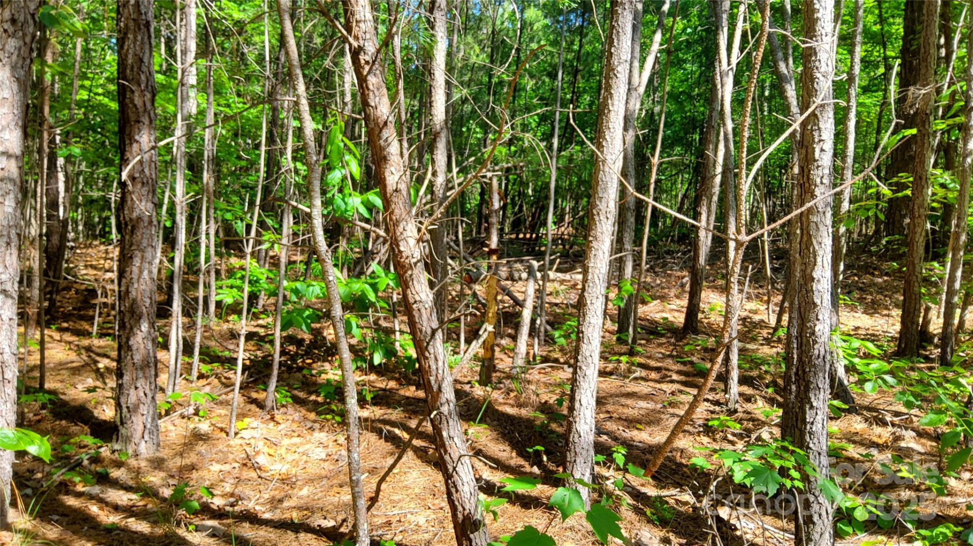 0000 Loblolly Lane #24/23/22 - Photo 9