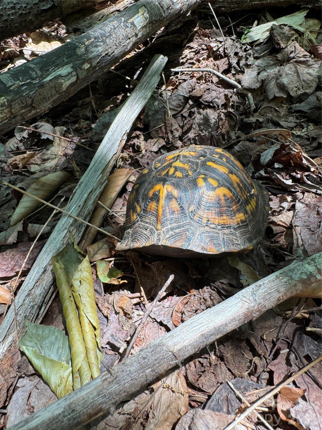 187 Hodges Creek Road - Photo 43