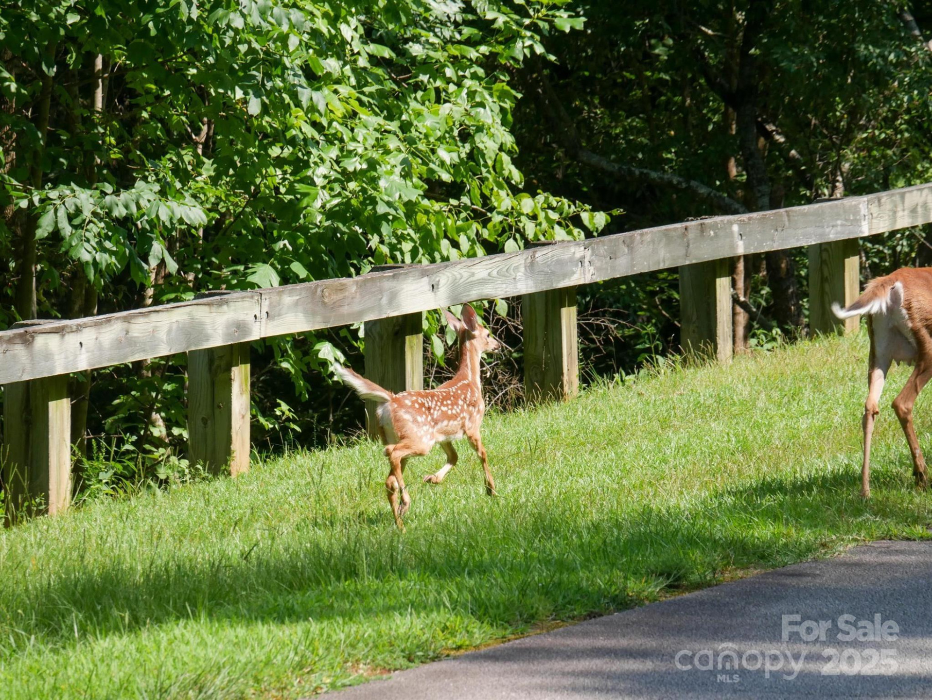00 Deep Gap Road #59 - Photo 25