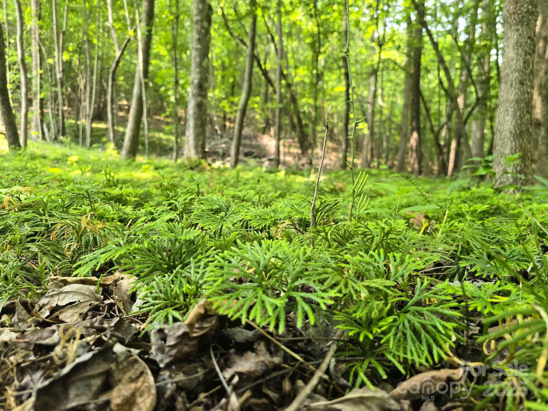 Lot 10 State Line Road #10 - Photo 5