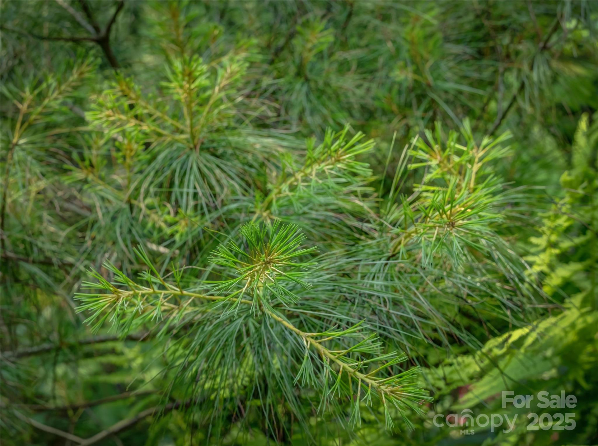 0000 Israel Road - Photo 14