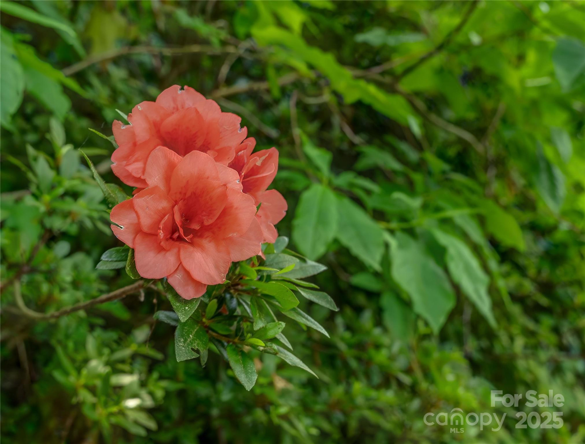 0000 Israel Road - Photo 16