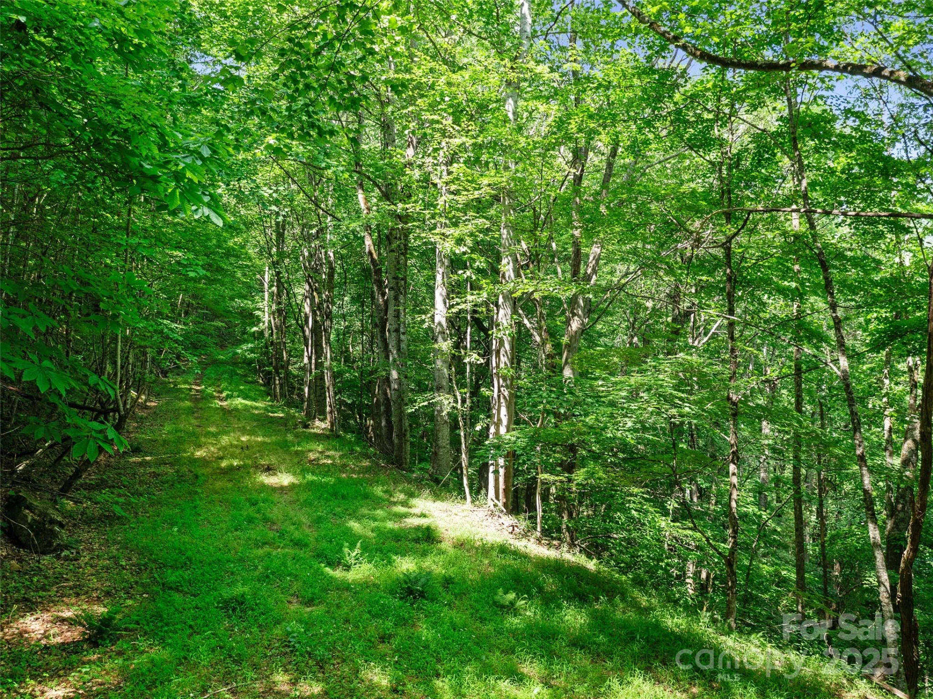 #1 TBD LOTTIES CREEK Road #Lot 8, 39, 40, 41, 45 - Photo 11