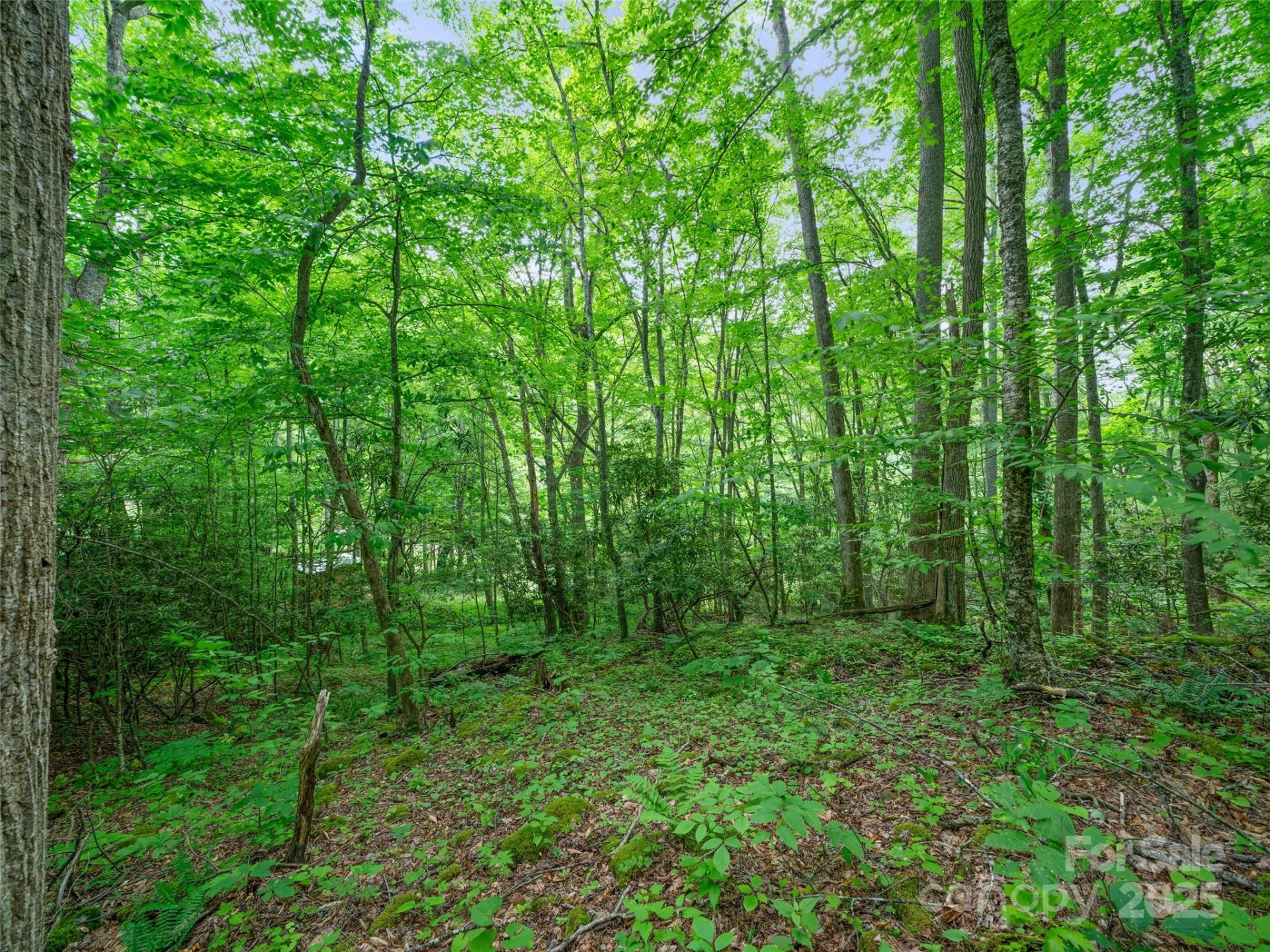 #1 TBD LOTTIES CREEK Road #Lot 8, 39, 40, 41, 45 - Photo 7