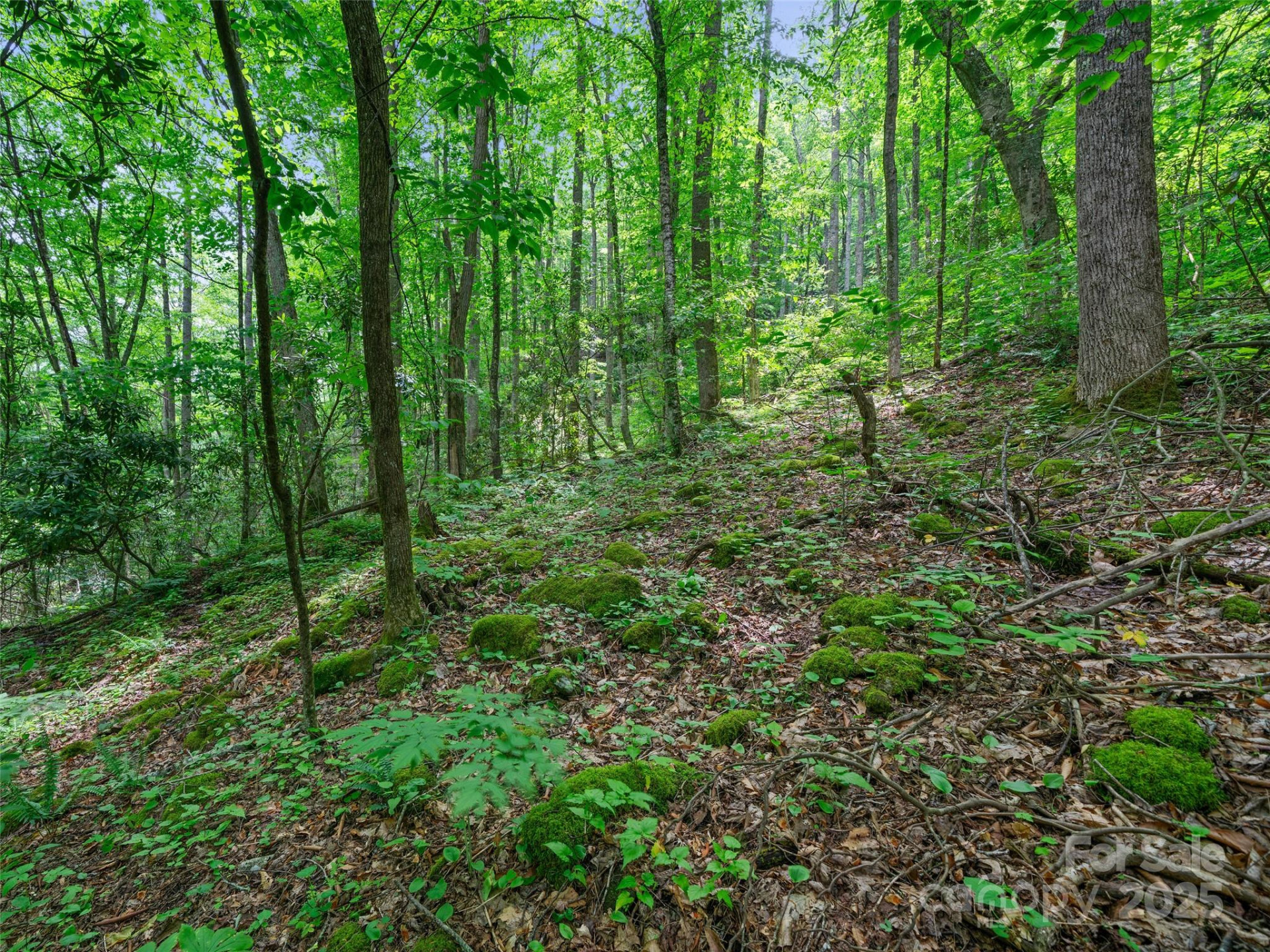 #1 TBD Lotties Creek Road #Lot 8, 39, 40, 41, 45 - Photo 8