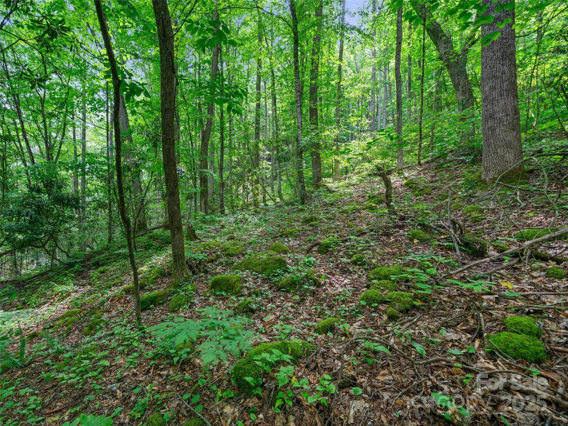 #1 TBD LOTTIES CREEK Road #Lot 8, 39, 40, 41, 45 - Photo 8