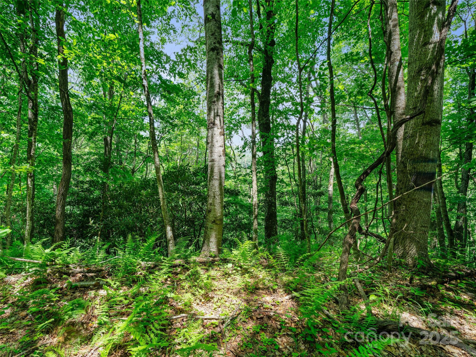 #1 TBD Lotties Creek Road #Lot 8, 39, 40, 41, 45 - Photo 9