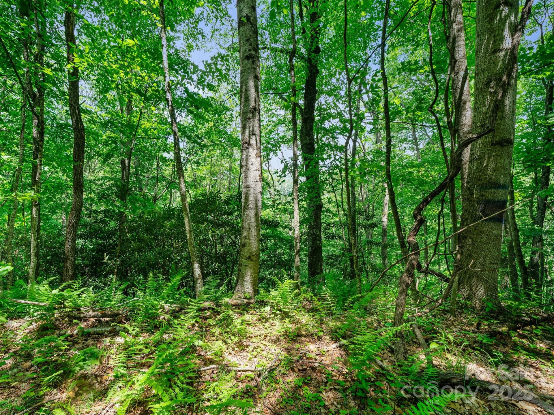 #1 TBD LOTTIES CREEK Road #Lot 8, 39, 40, 41, 45 - Photo 9