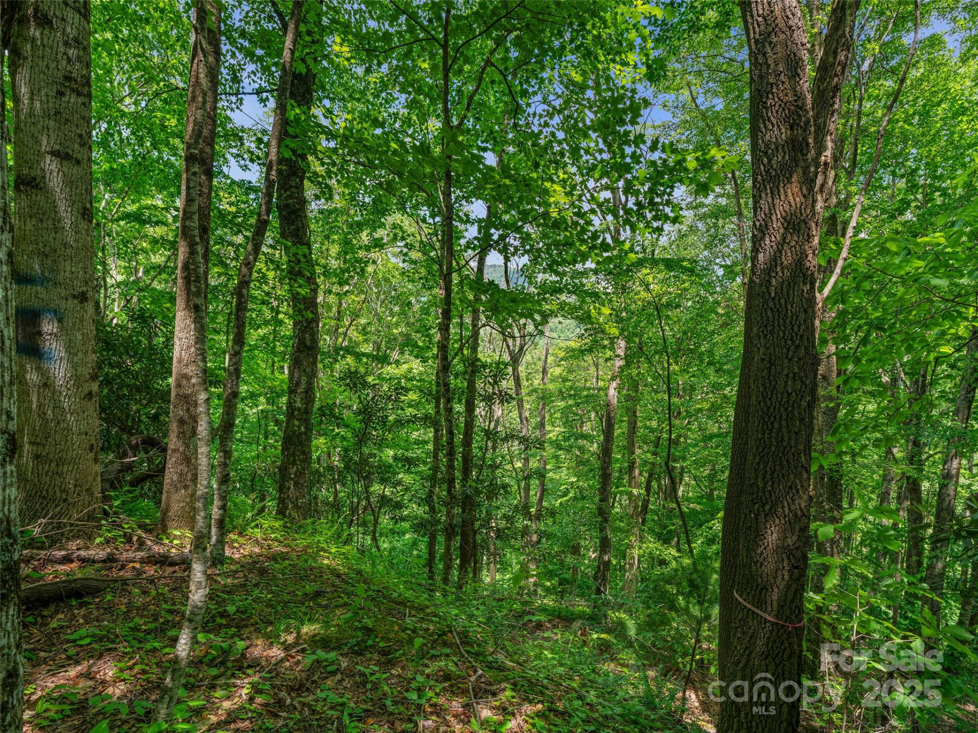 #1 TBD Lotties Creek Road #Lot 8, 39, 40, 41, 45 - Photo 10