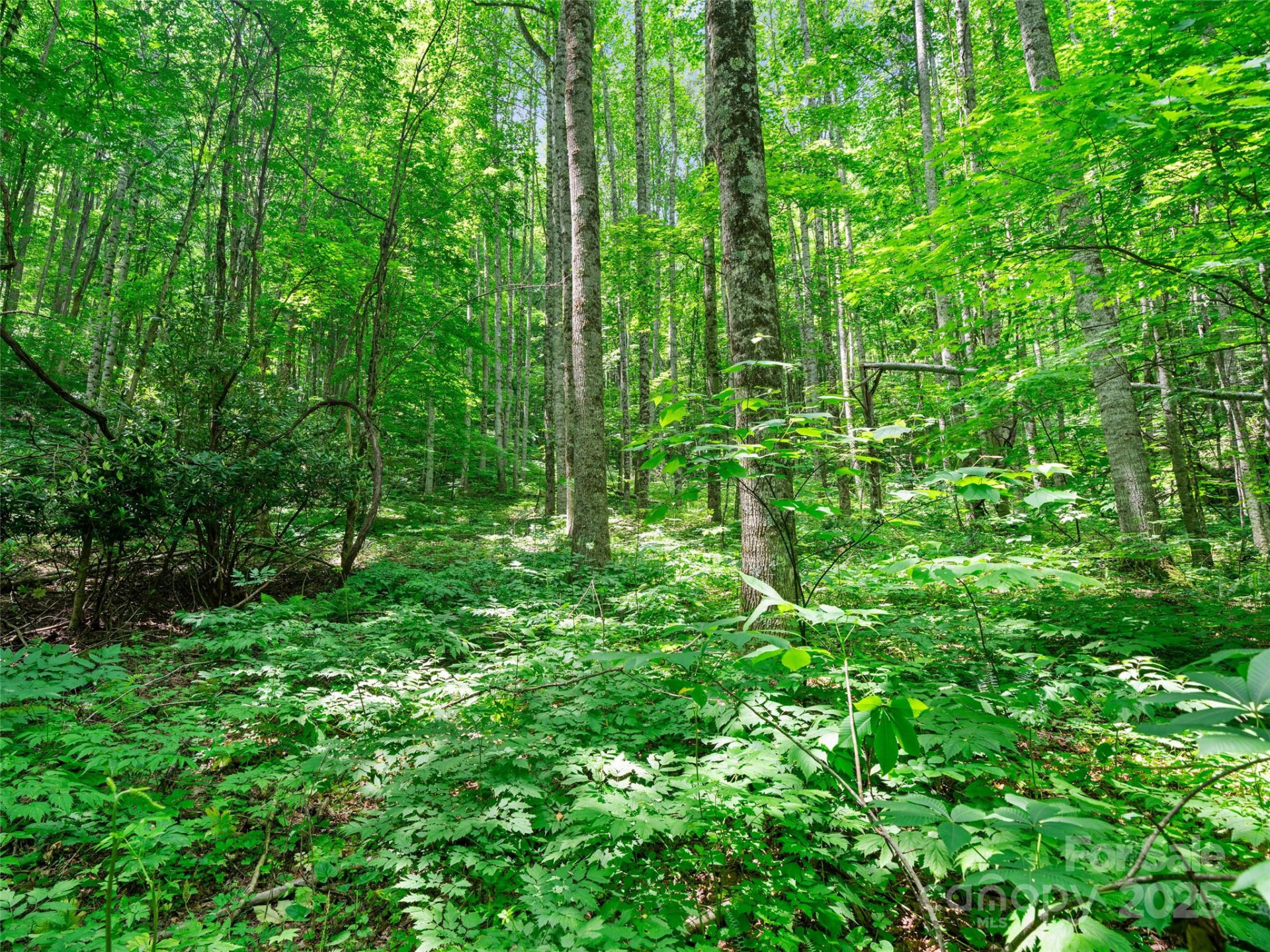 #2 TBD Lotties Creek Road #Lots 19, 20, 23,25,26,27