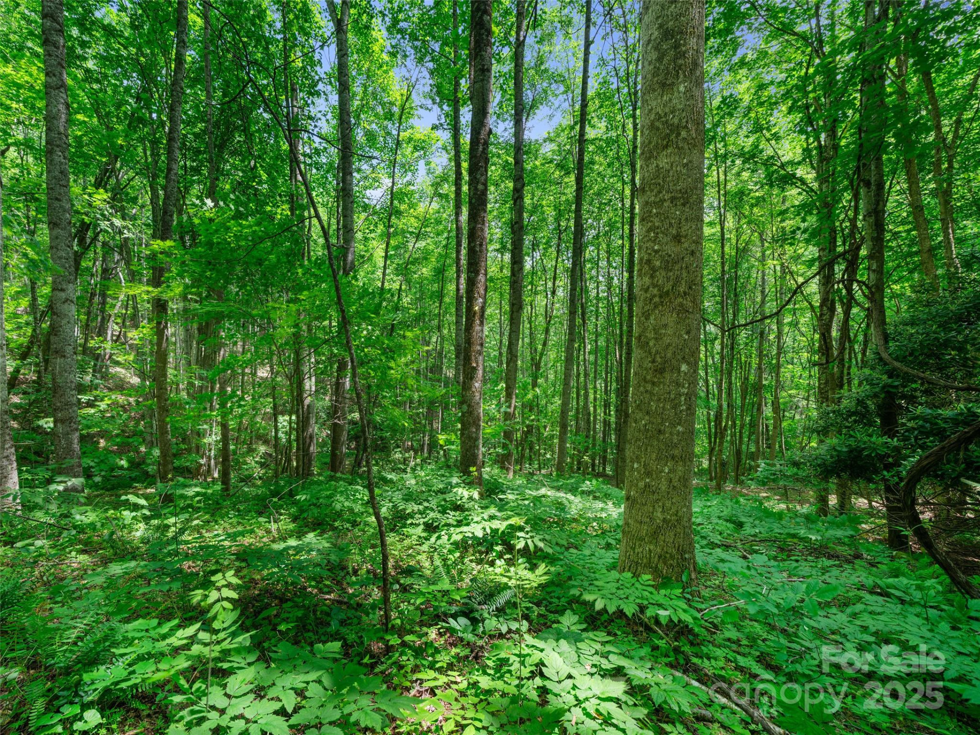 #2 TBD Lotties Creek Road #Lots 19, 20, 23,25,26,27 - Photo 4