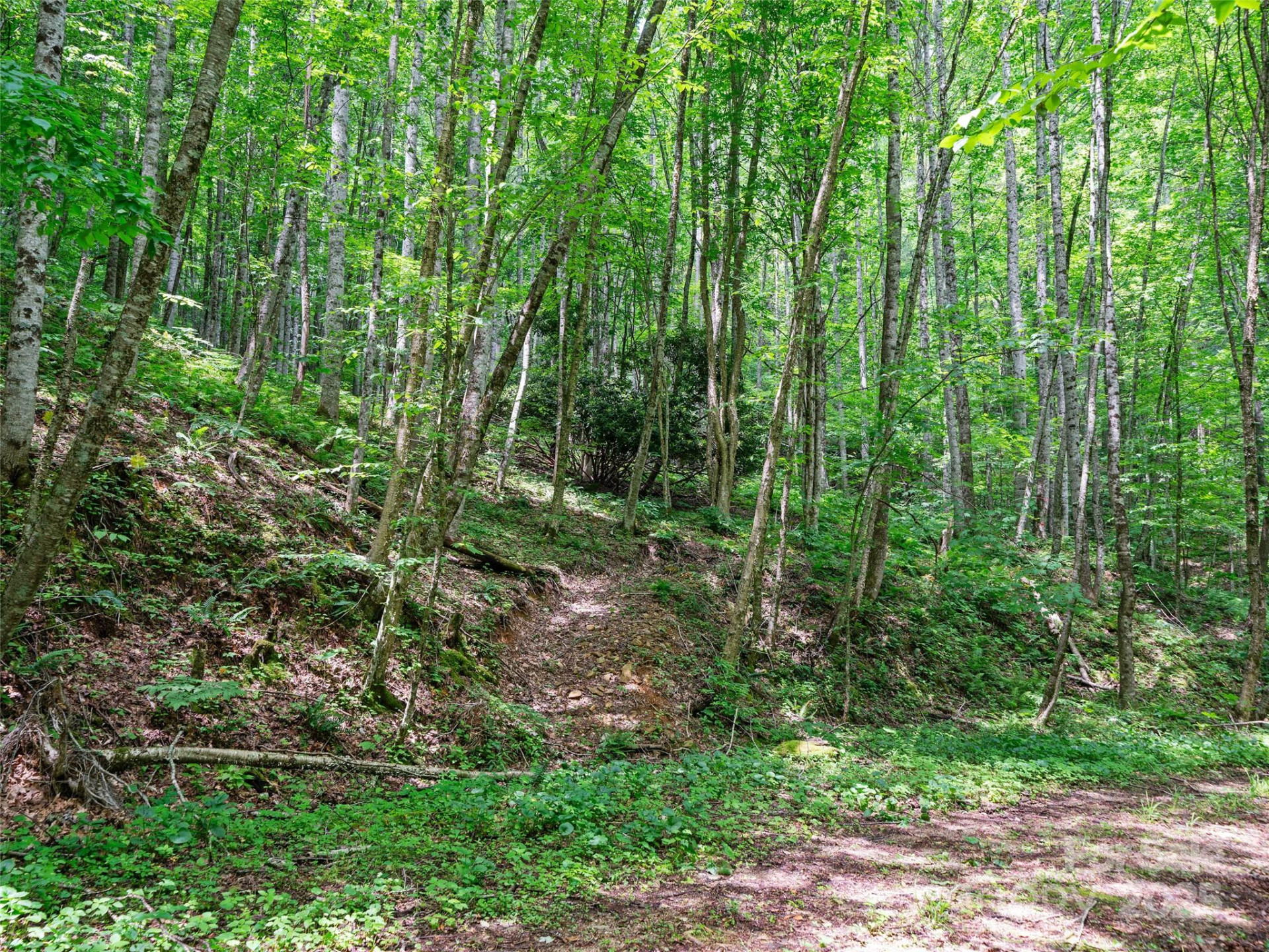 #2 TBD Lotties Creek Road #Lots 19, 20, 23,25,26,27 - Photo 5