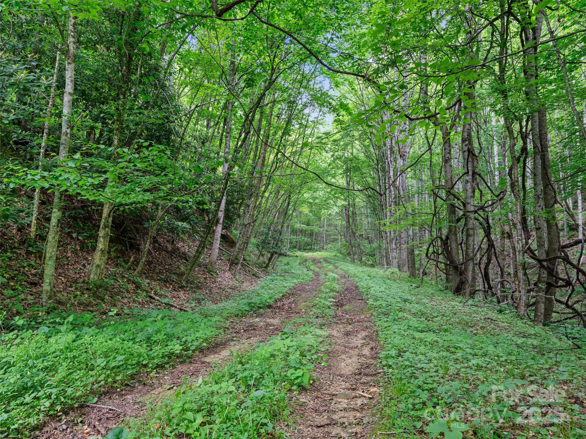 #2 TBD Lotties Creek Road #Lots 19, 20, 23,25,26,27 - Photo 6