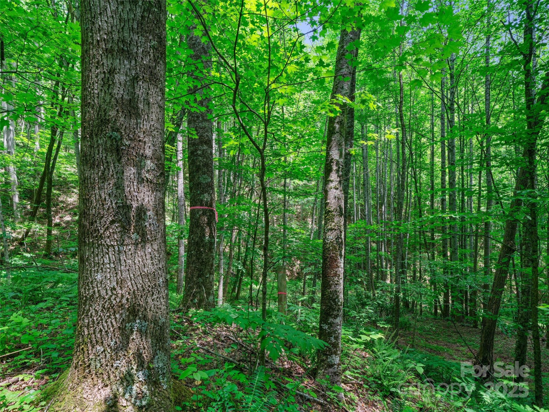 #2 TBD Lotties Creek Road #Lots 19, 20, 23,25,26,27 - Photo 7