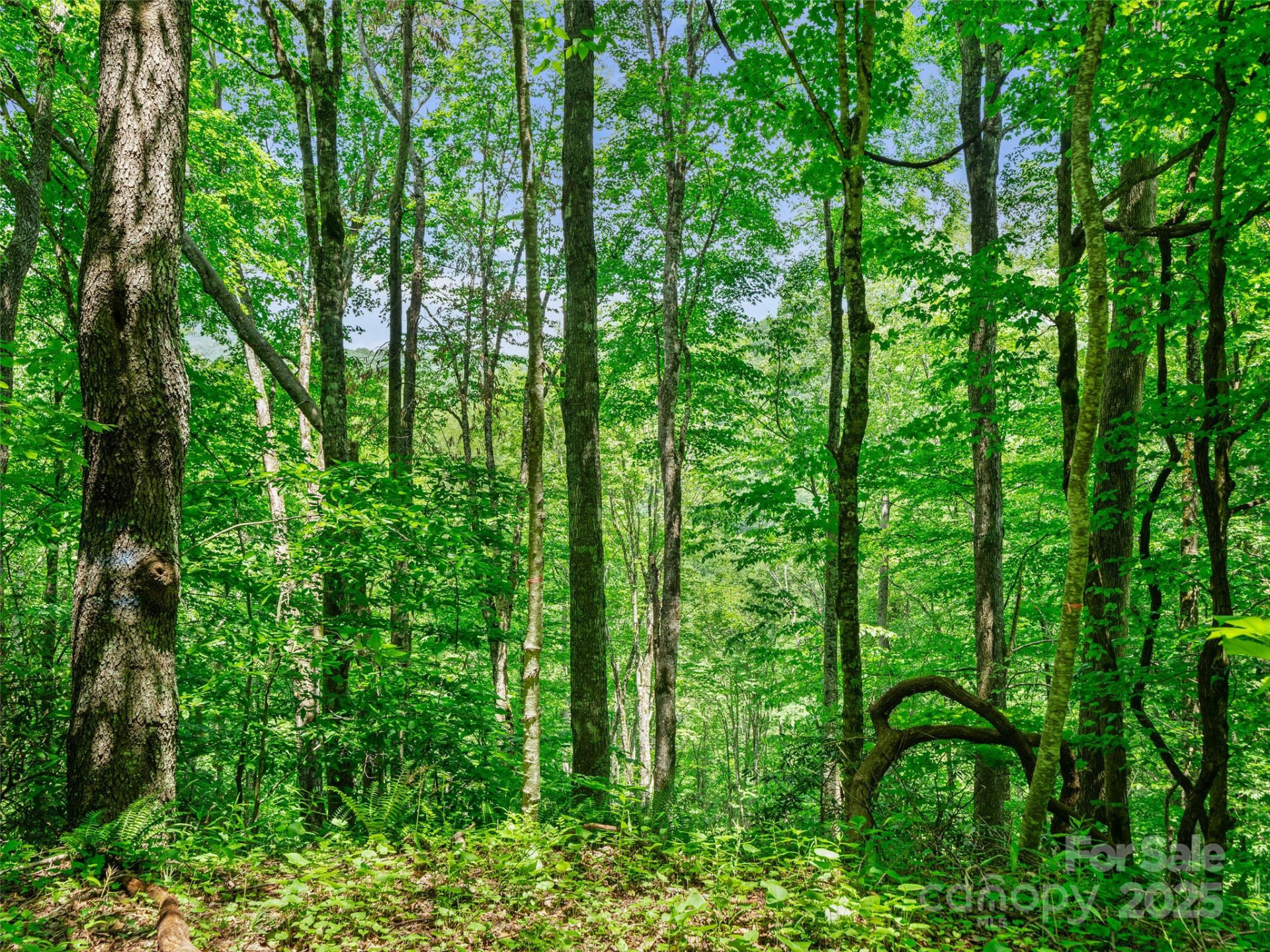 #3 TBD Lotties Creek Road #Lots 37, 42 - Photo 11