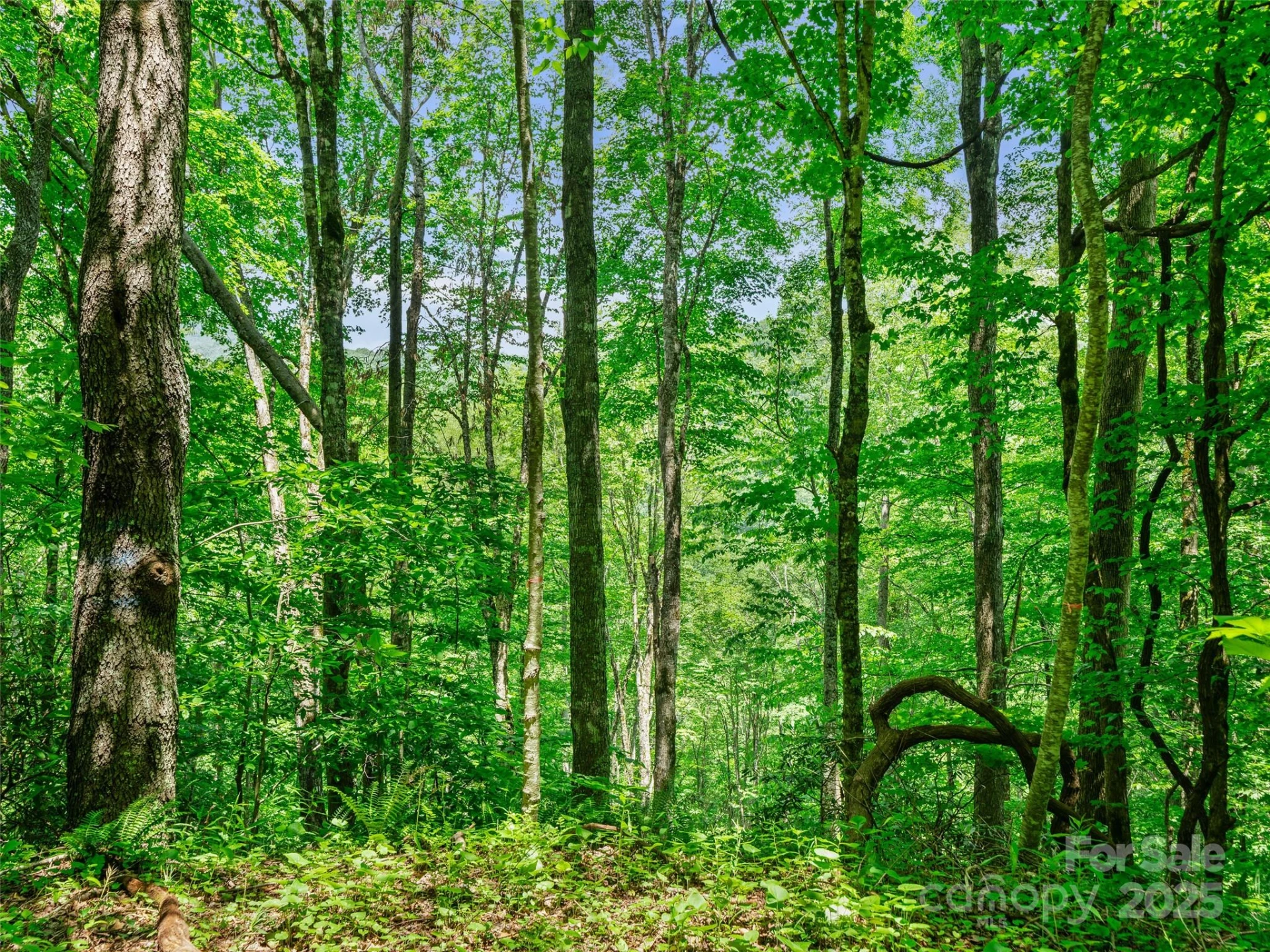 #3 TBD LOTTIES CREEK Road #Lots 37, 42 - Photo 11