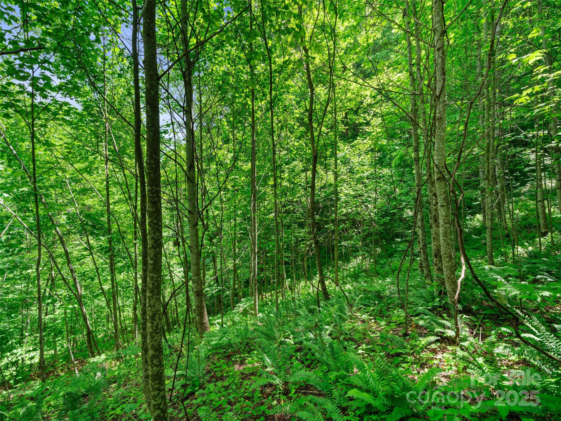 #3 TBD Lotties Creek Road #Lots 37, 42 - Photo 12