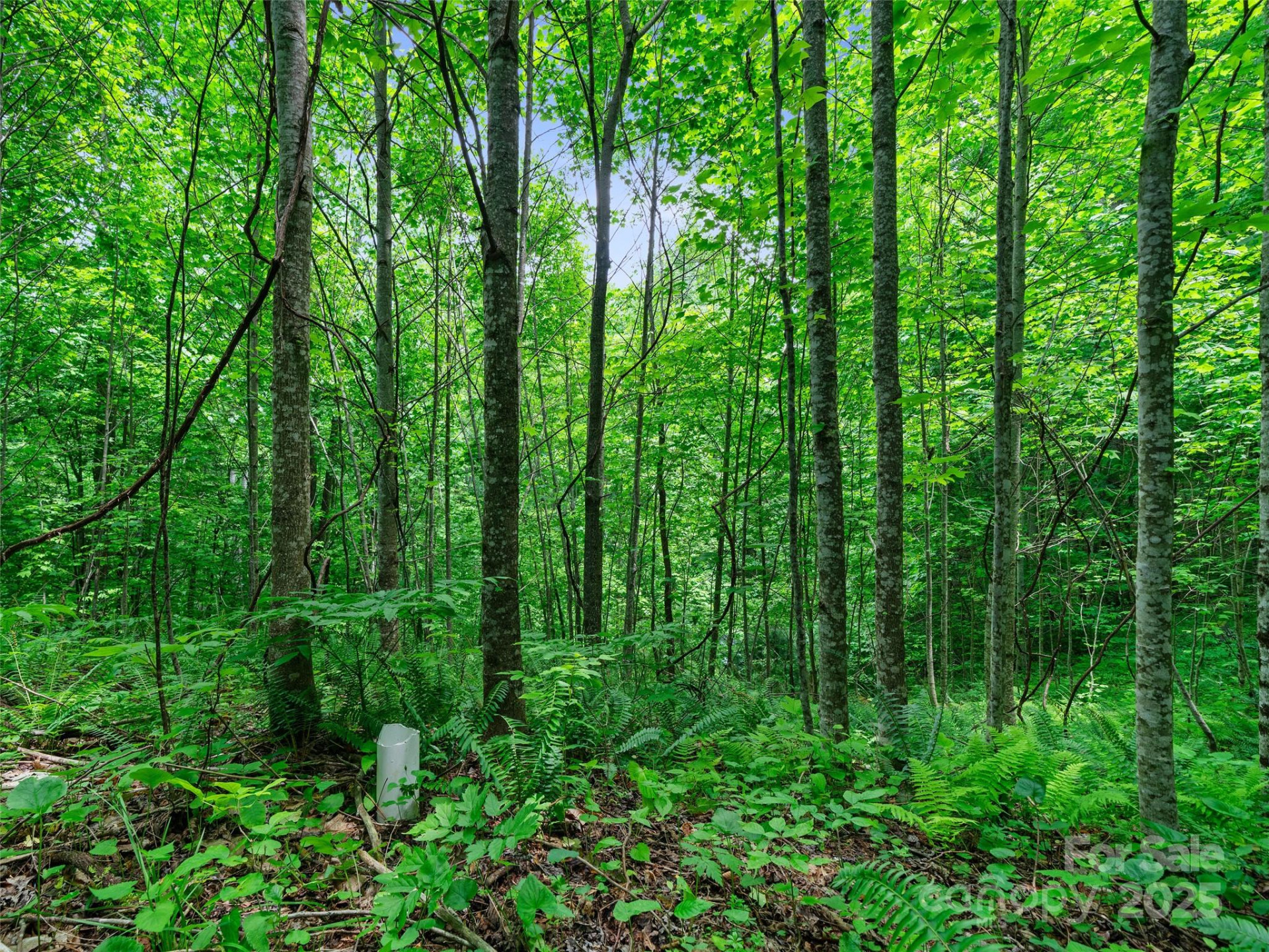 #3 TBD Lotties Creek Road #Lots 37, 42 - Photo 13