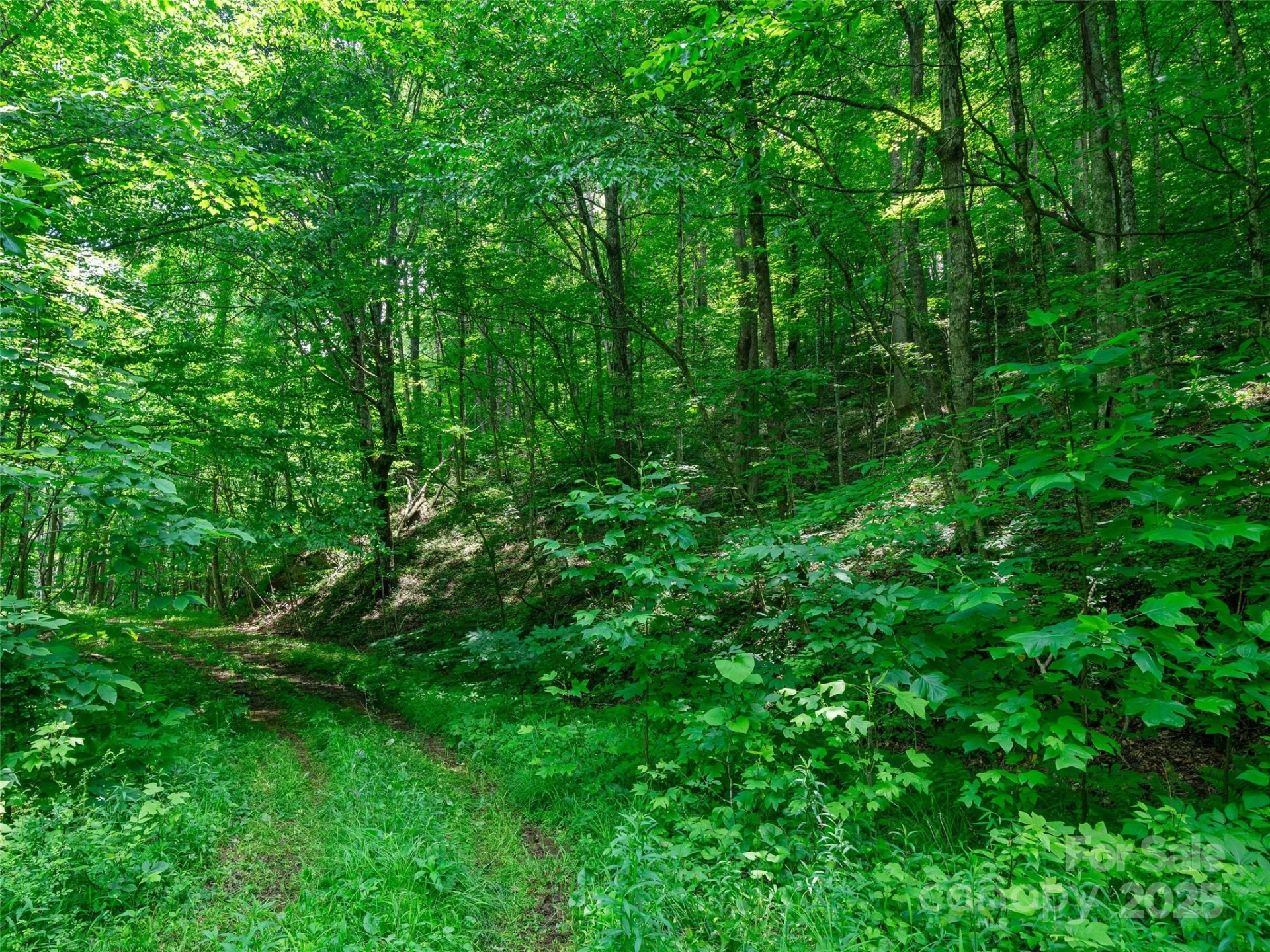 #3 TBD LOTTIES CREEK Road #Lots 37, 42 - Photo 3