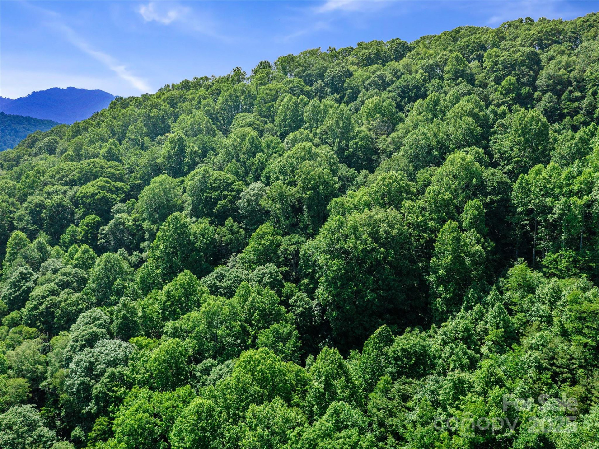 #3 TBD Lotties Creek Road #Lots 37, 42 - Photo 8