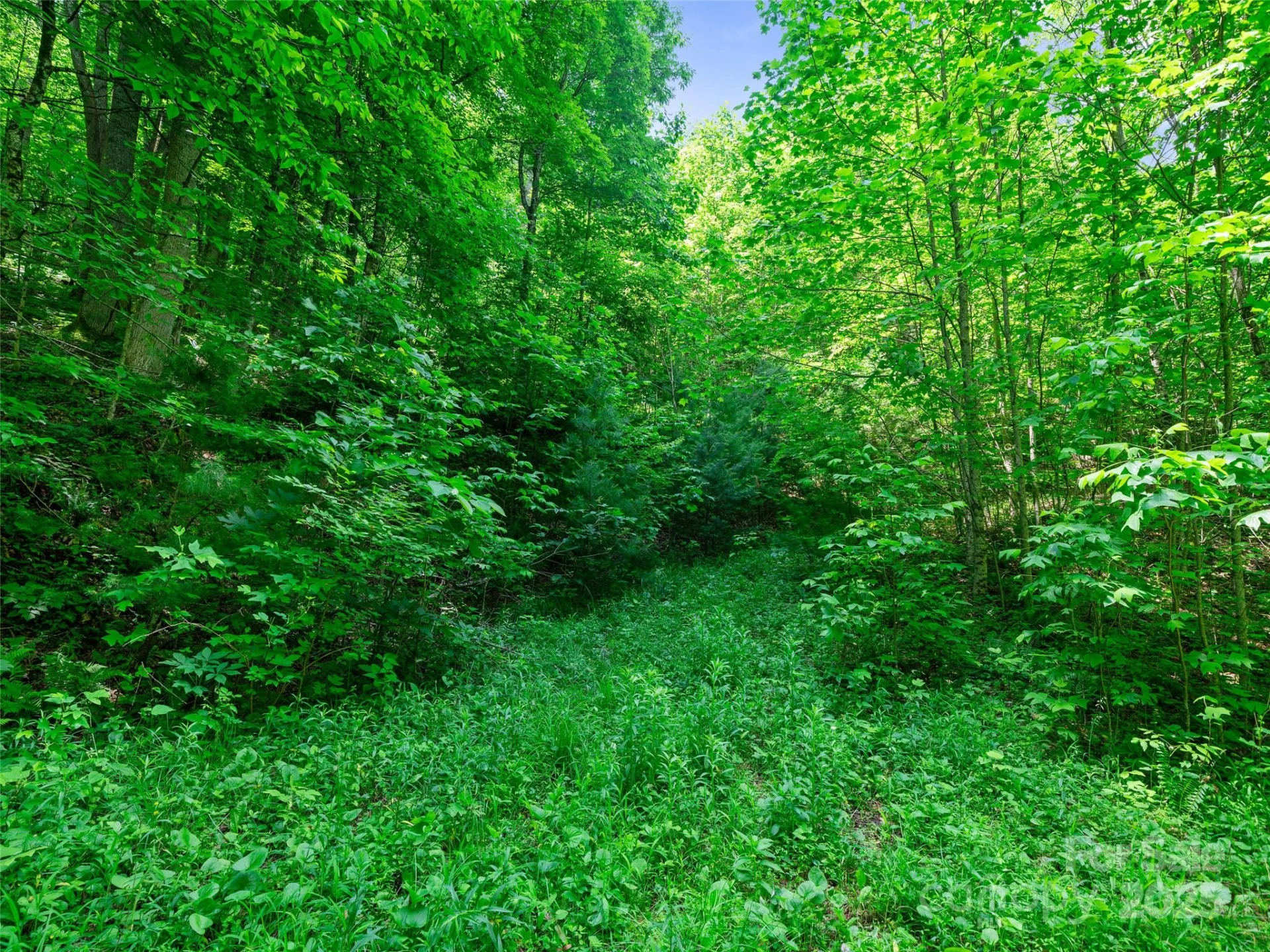 #3 TBD LOTTIES CREEK Road #Lots 37, 42 - Photo 10