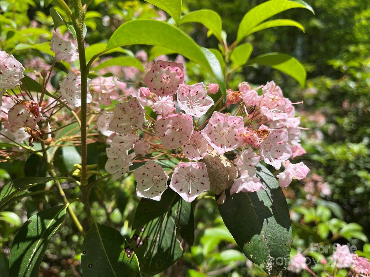 0000 Humpback Mountain Road - Photo 5