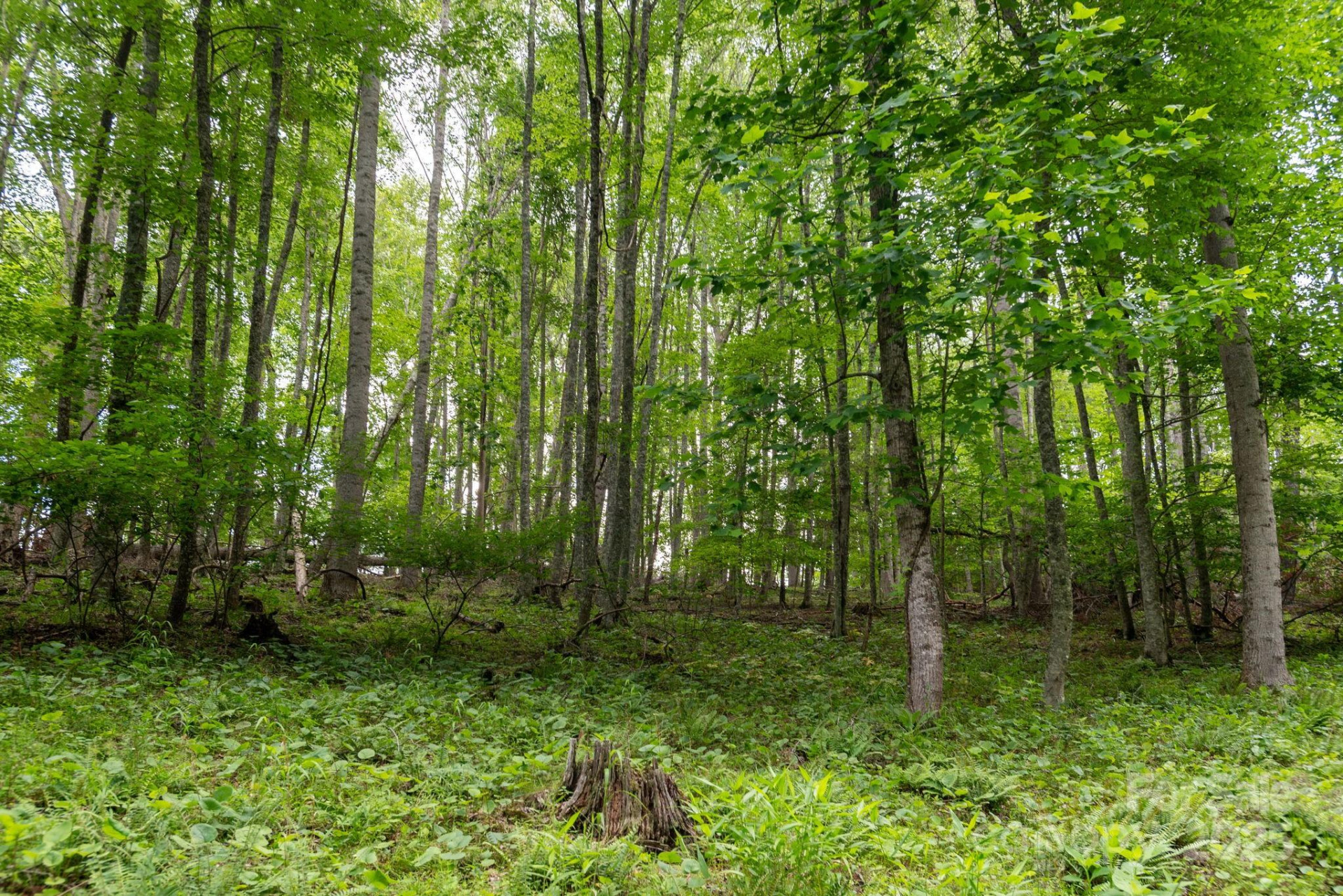 TBD Carolina Keep Road - Photo 5