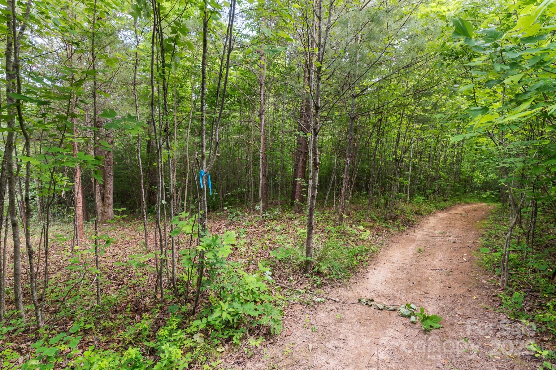 TBD Whitener Road #Parcel 3 - Photo 16