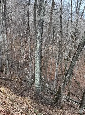 00 Spring Brook Drive, Mars Hill, NC, 28754