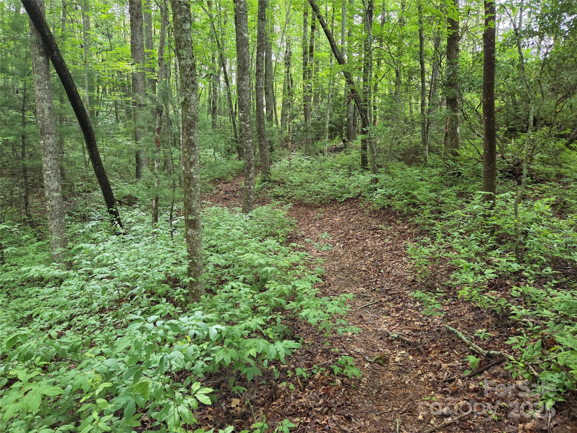 TBD Cedar Lane - Photo 2