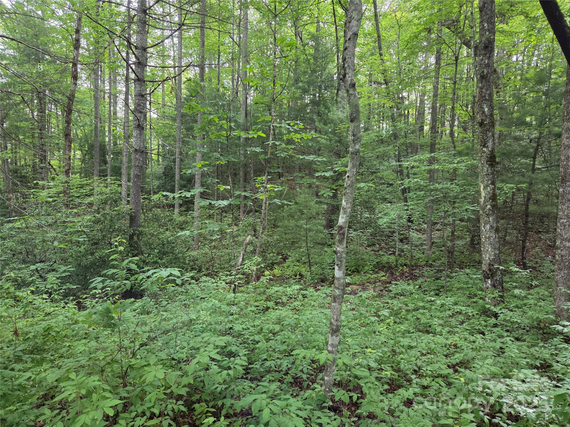 TBD Cedar Lane - Photo 11