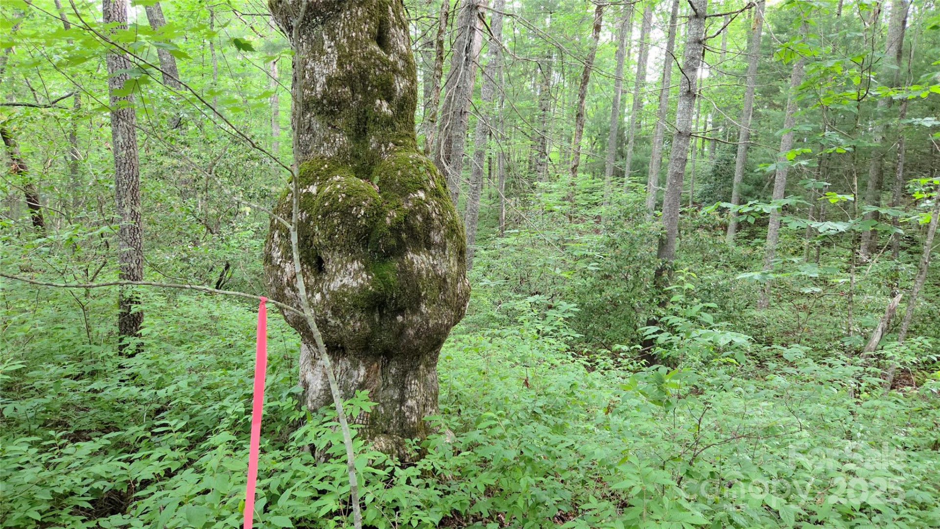 TBD Cedar Lane - Photo 12