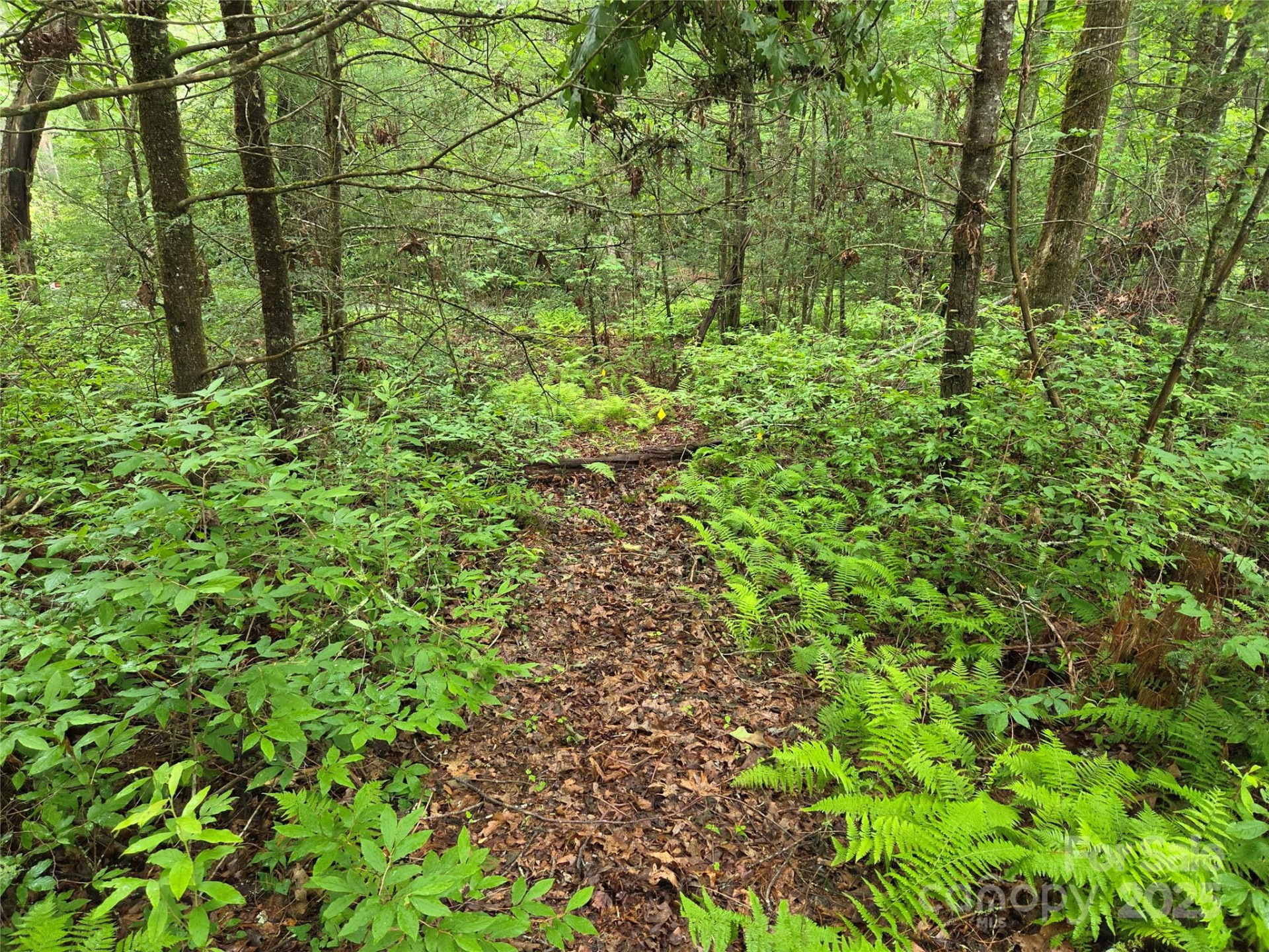 TBD Cedar Lane - Photo 13