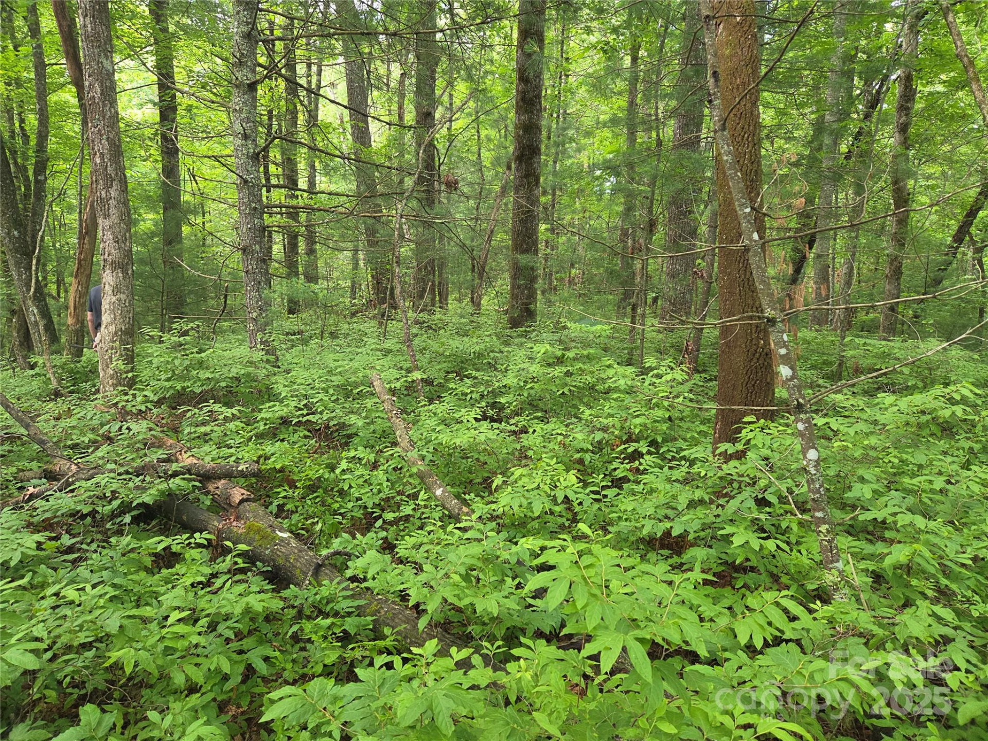 TBD Cedar Lane - Photo 14