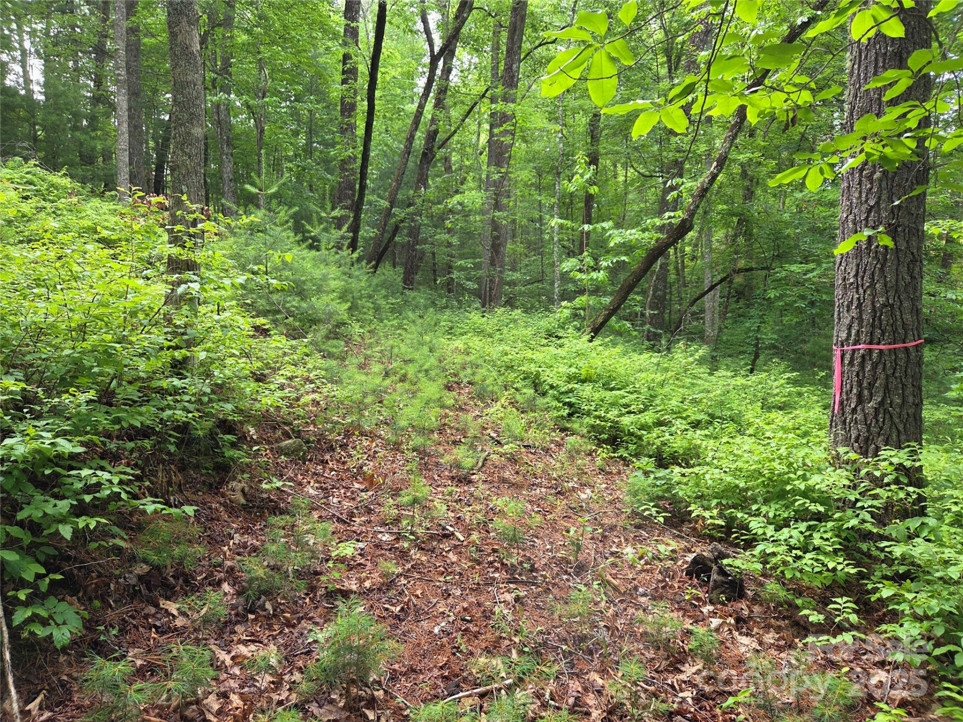 TBD Cedar Lane - Photo 15