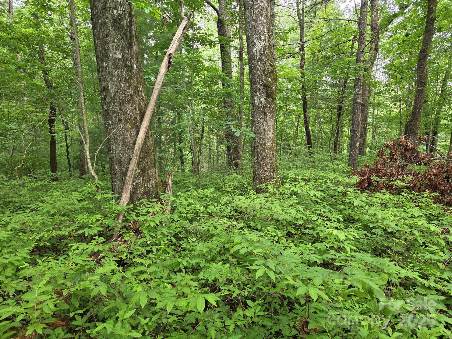 TBD Cedar Lane - Photo 16