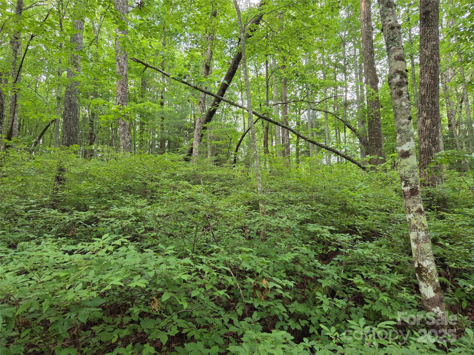 TBD Cedar Lane - Photo 17