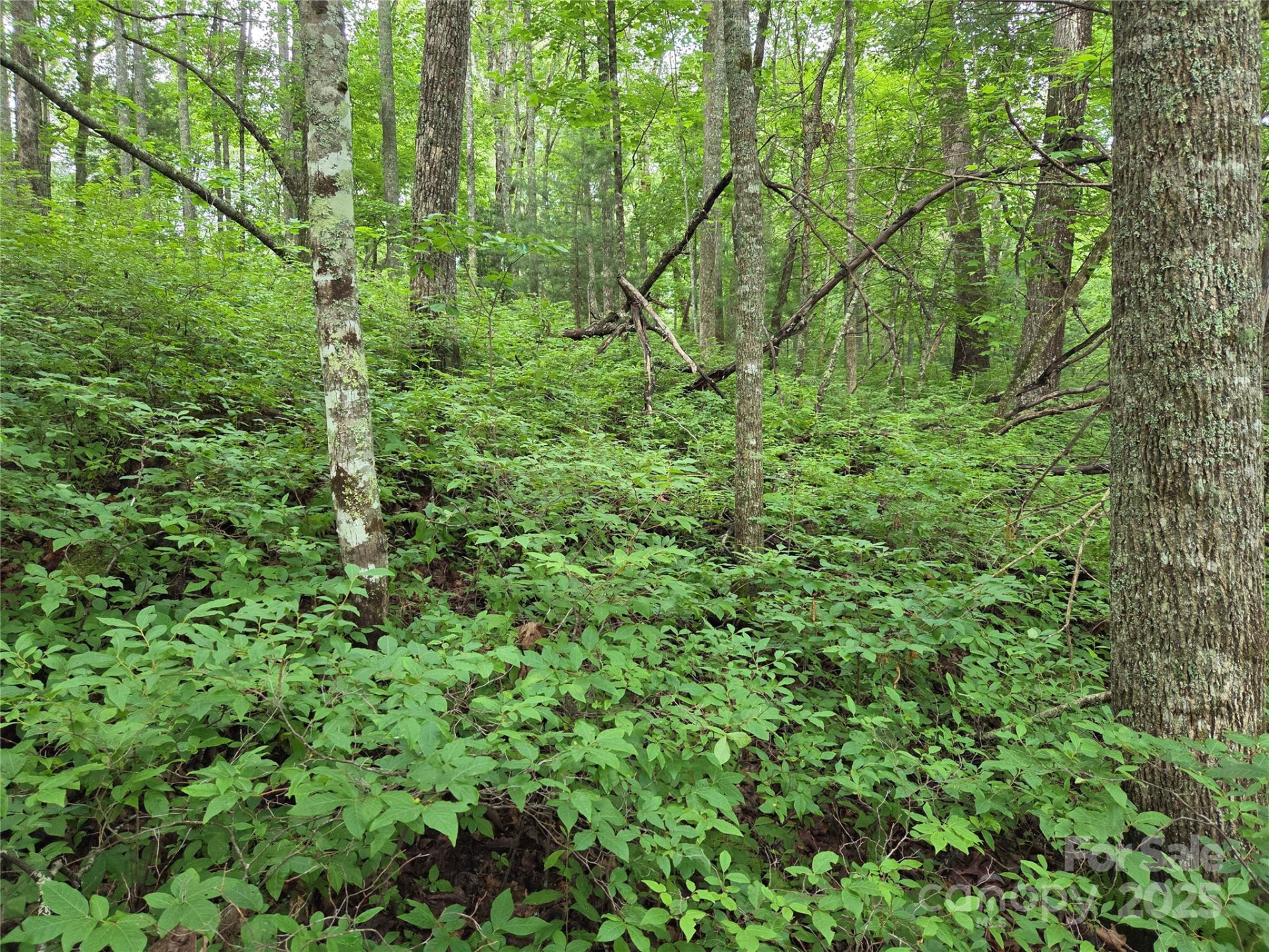 TBD Cedar Lane - Photo 18