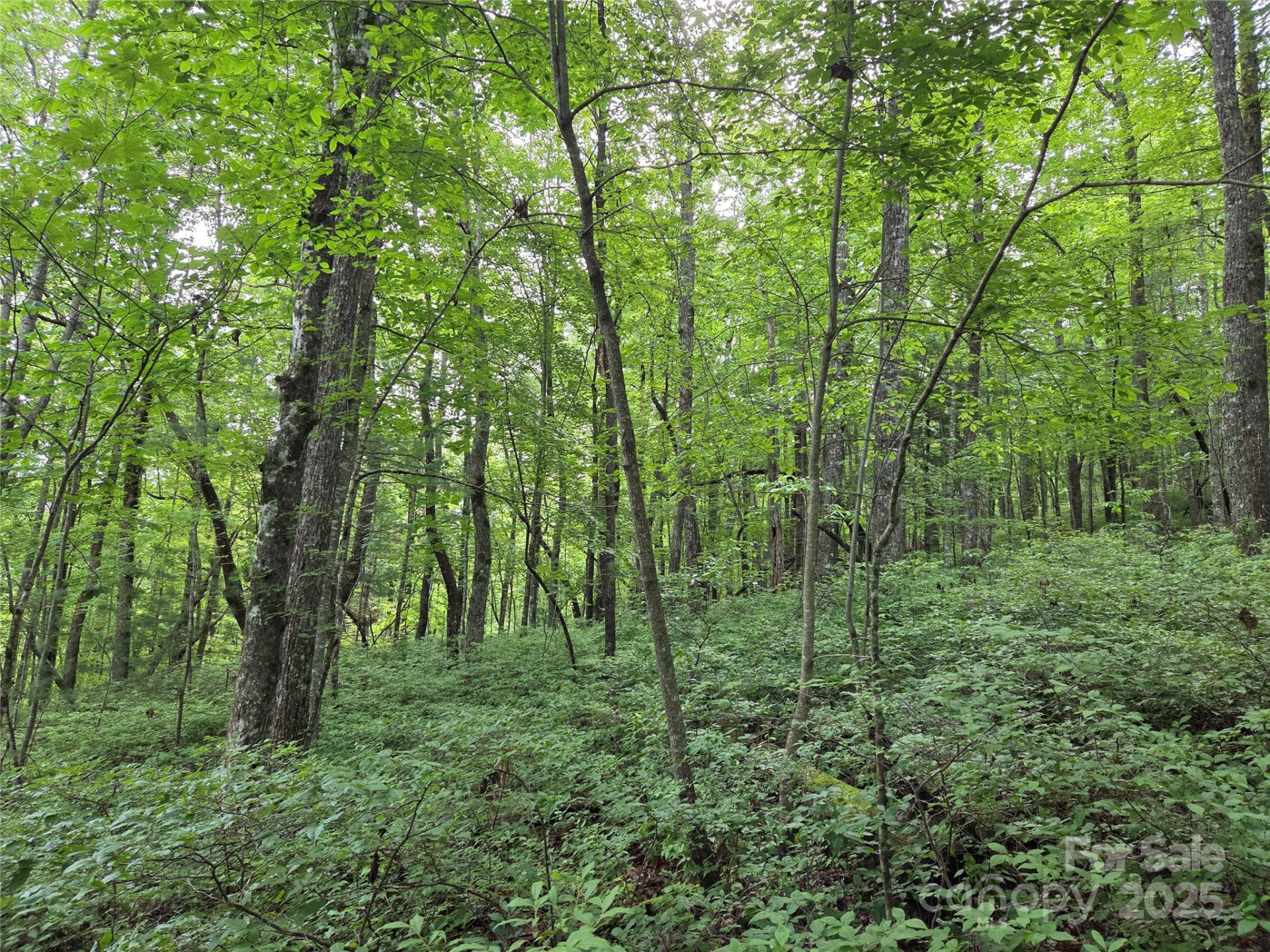 TBD Cedar Lane - Photo 19