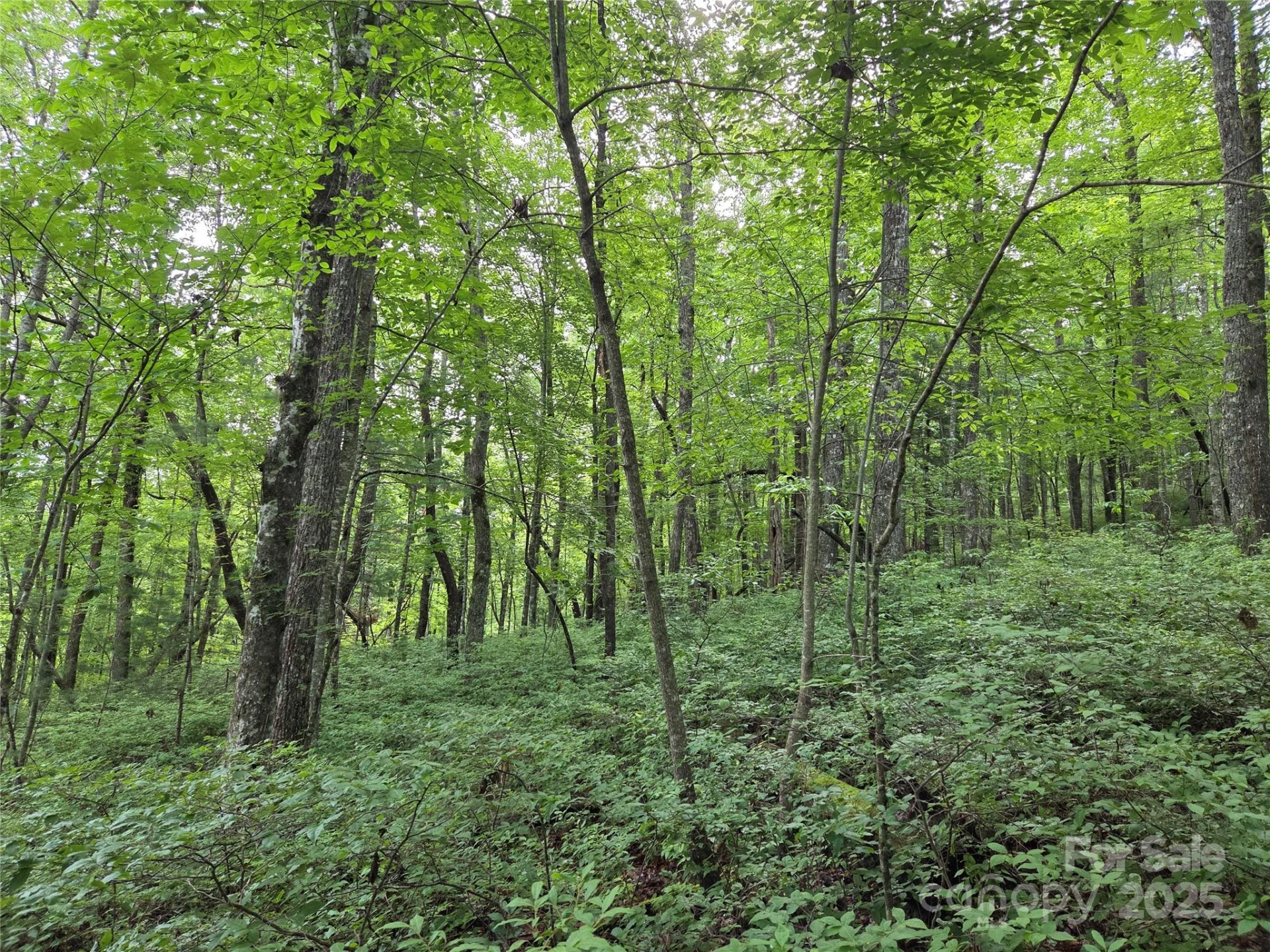 TBD Cedar Lane - Photo 19