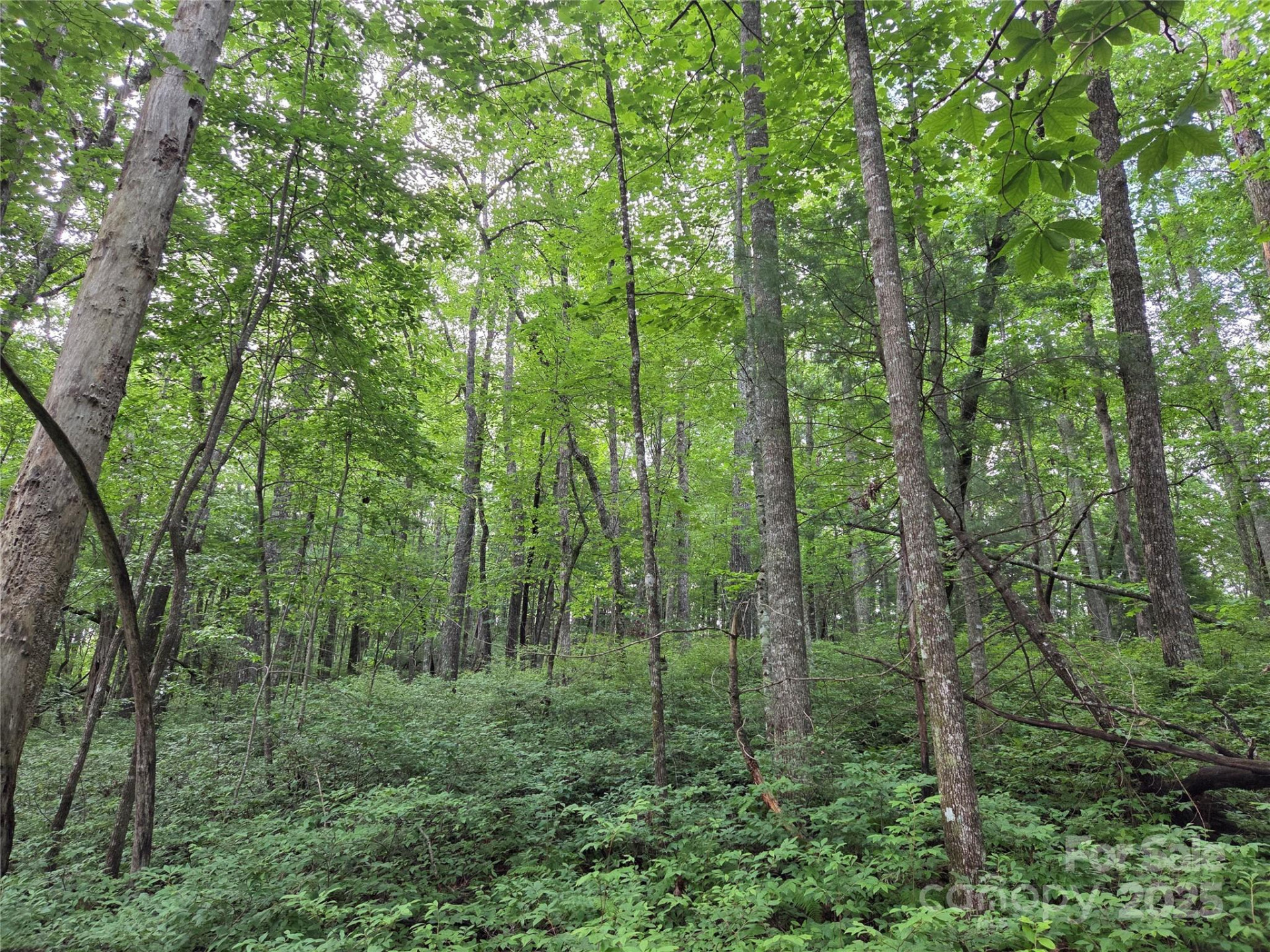 TBD Cedar Lane - Photo 20