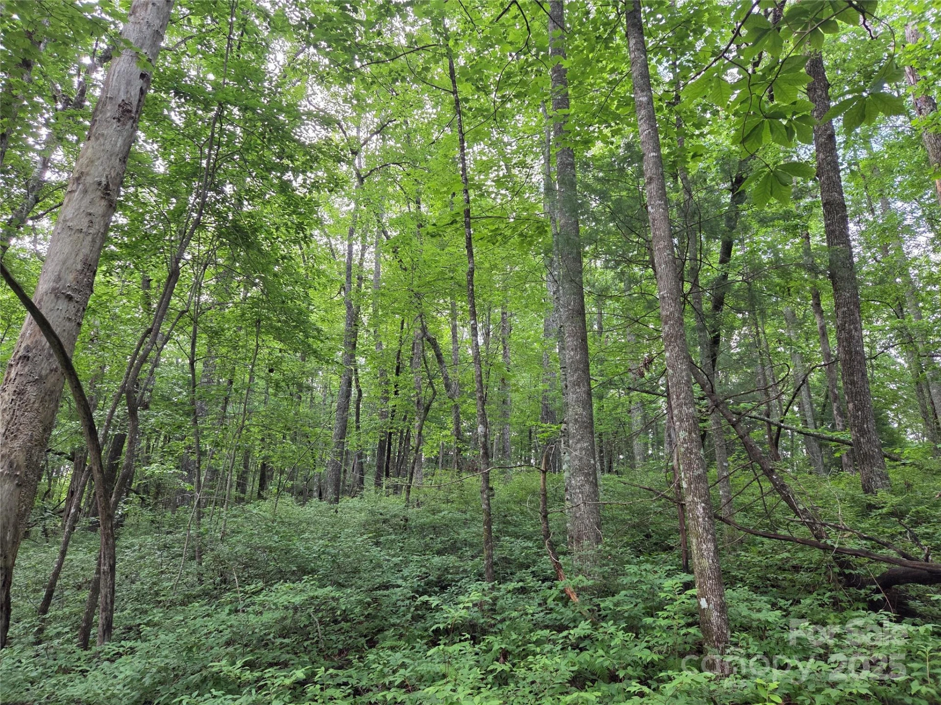 TBD Cedar Lane - Photo 20