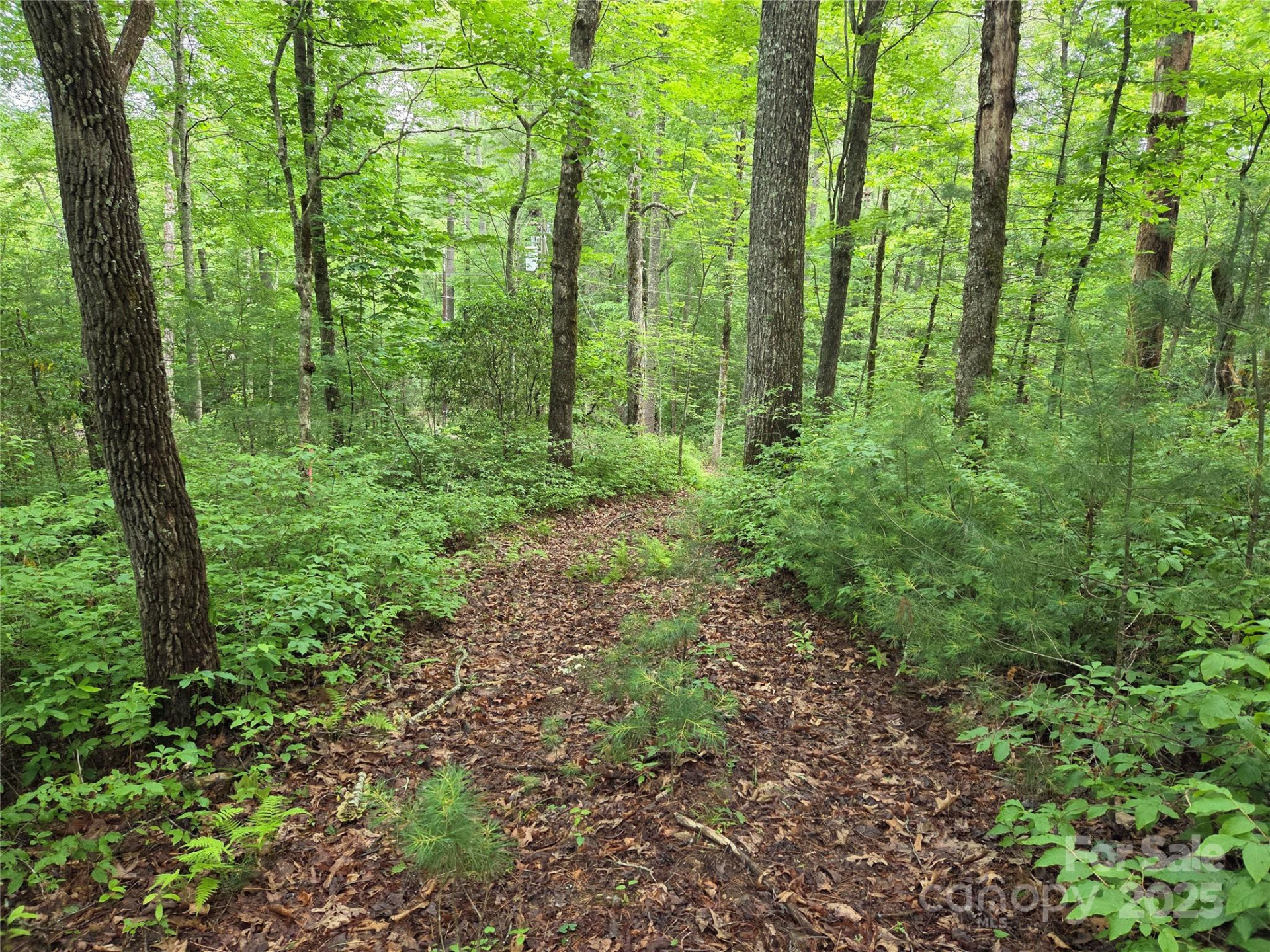 TBD Cedar Lane - Photo 3