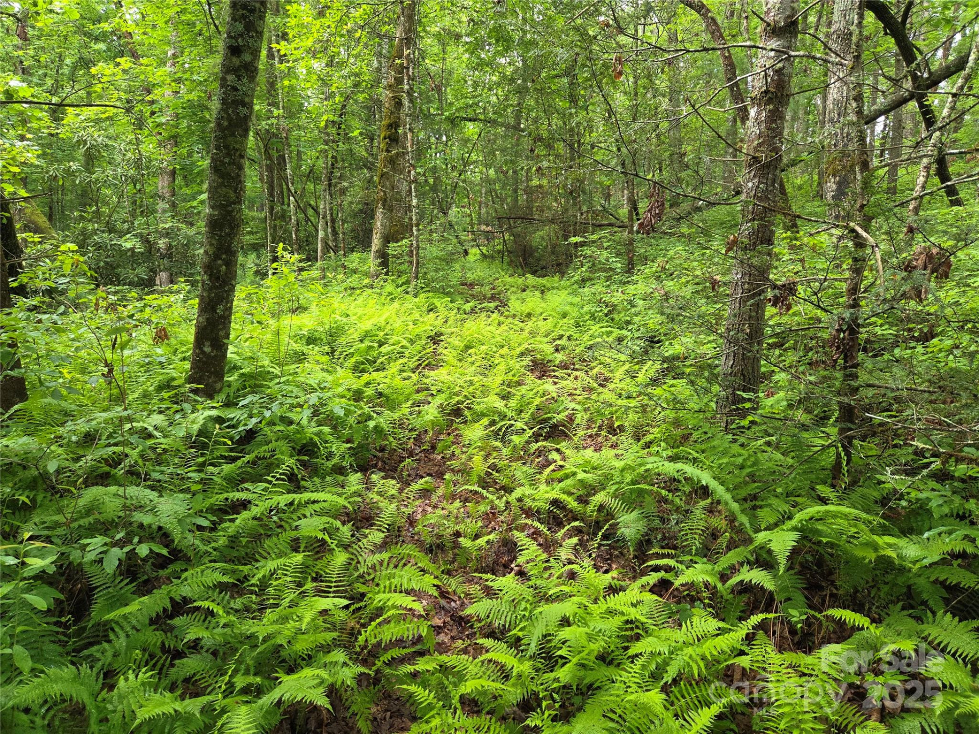 TBD Cedar Lane - Photo 21