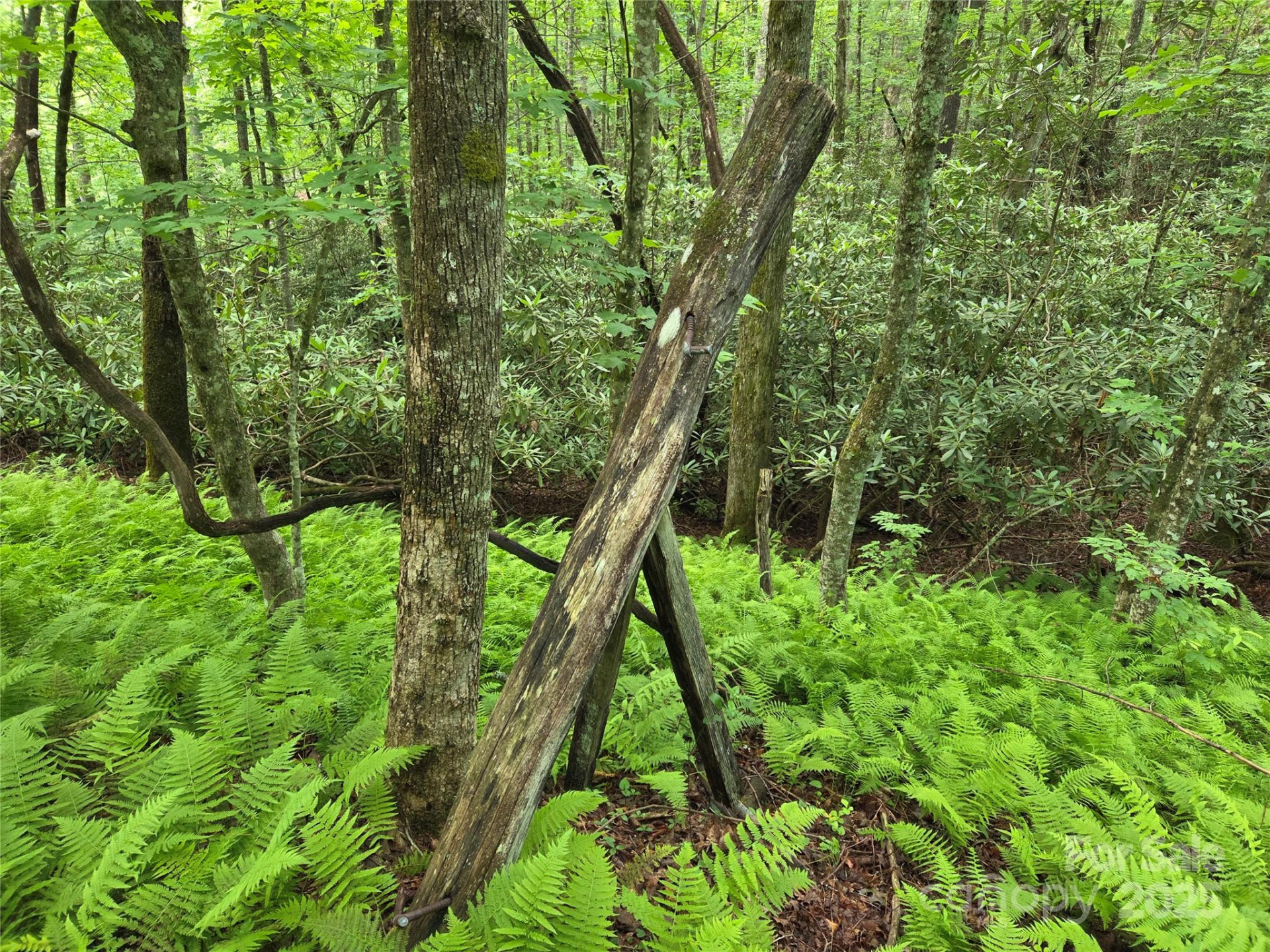 TBD Cedar Lane - Photo 24