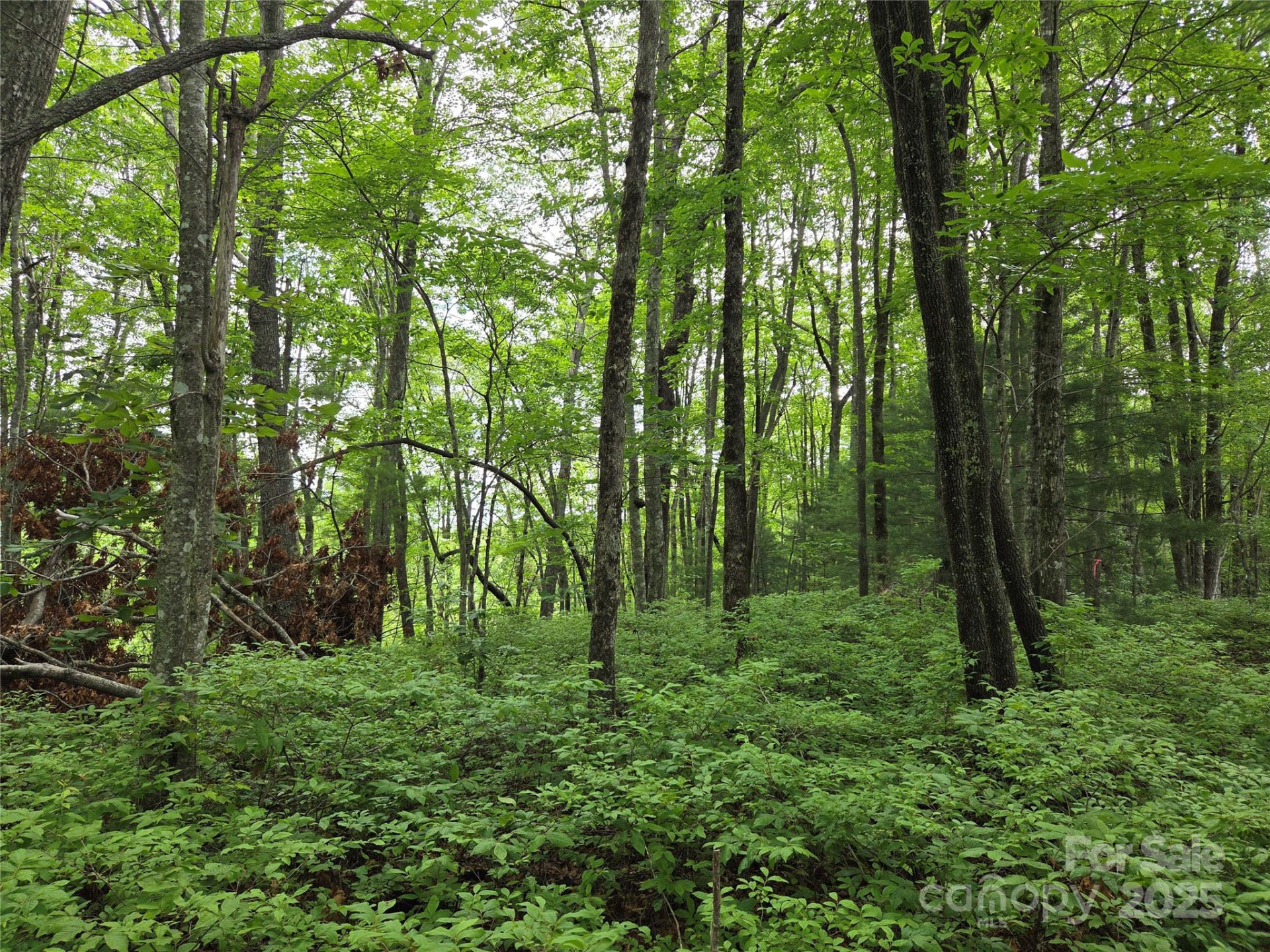 TBD Cedar Lane - Photo 4